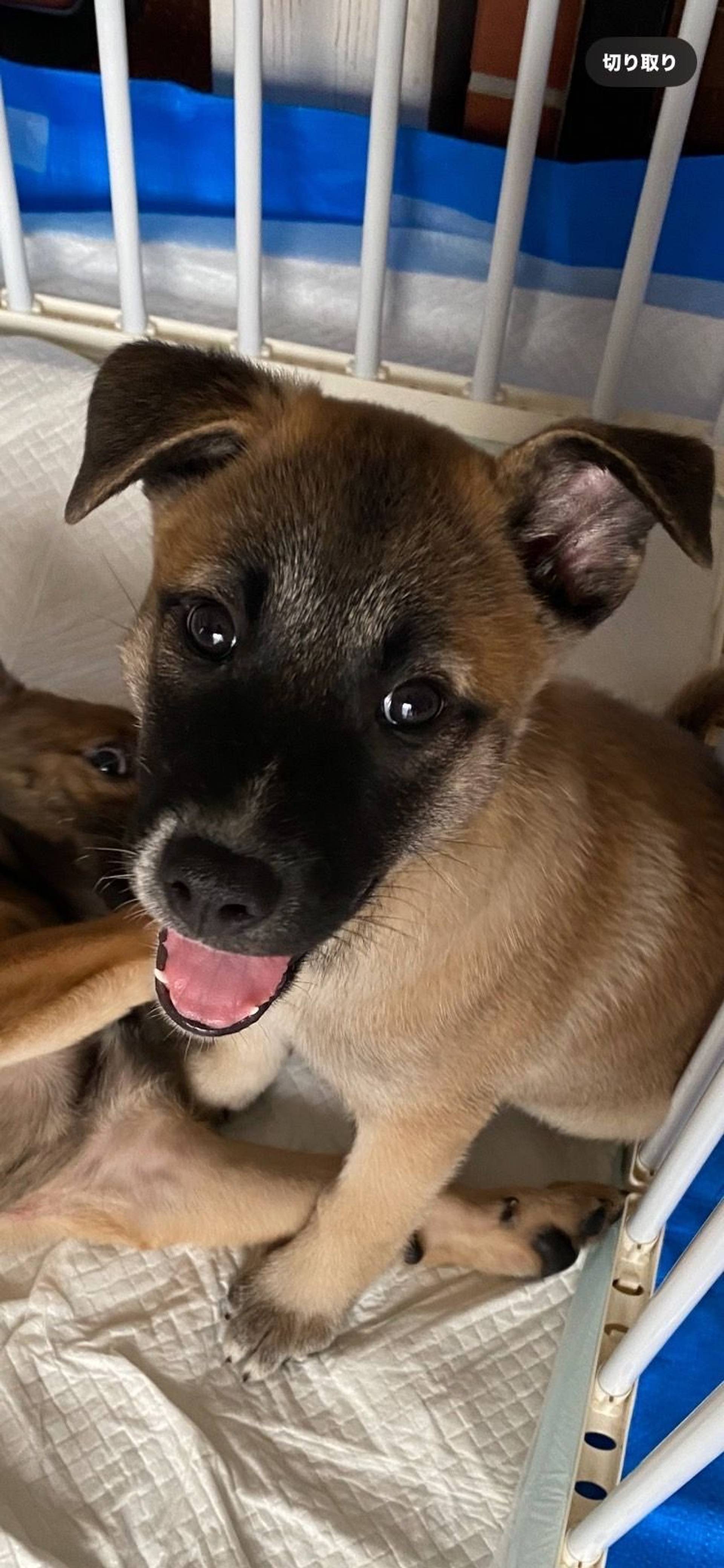 雑種（ミックス犬）・オスの里親募集の写真
