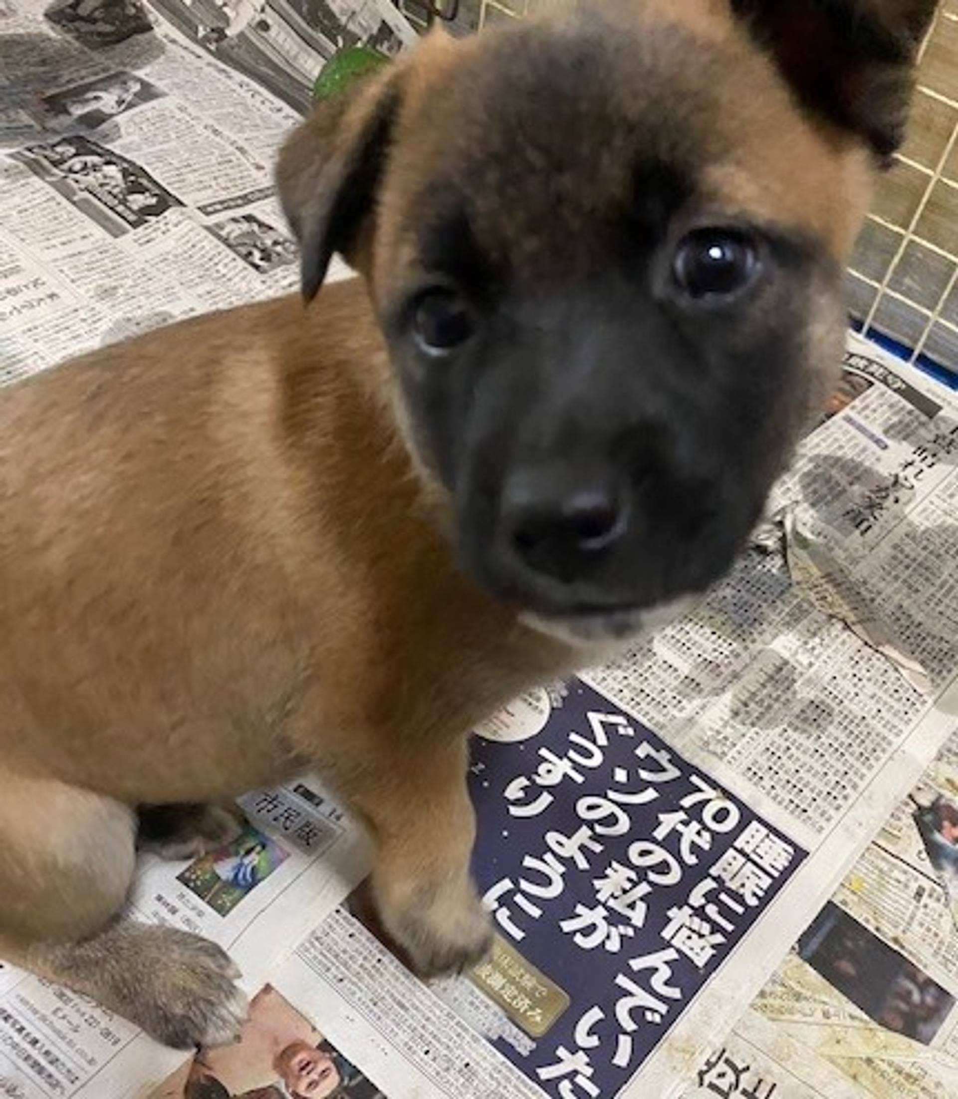雑種（ミックス犬）・メスの里親募集の写真