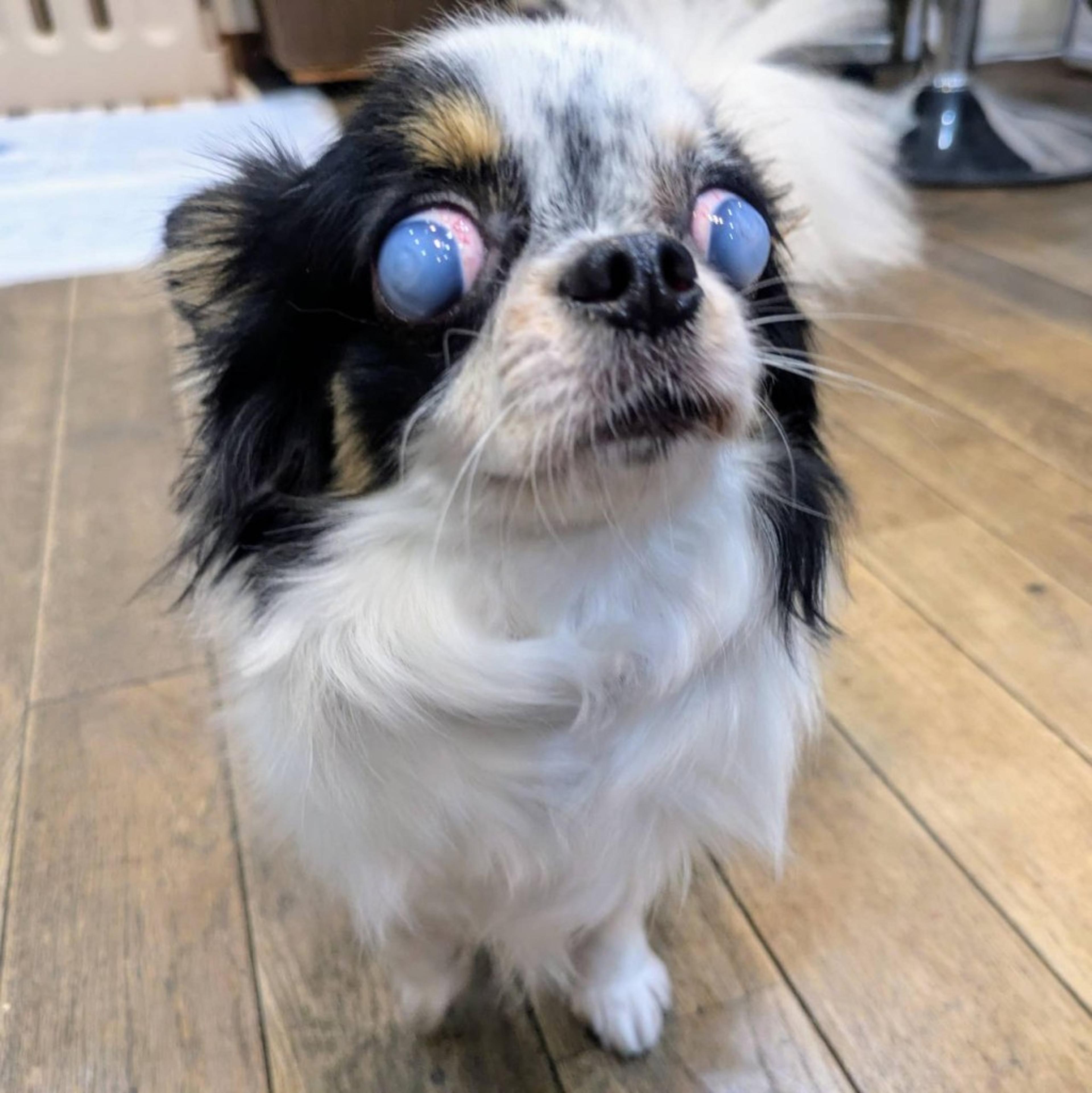 pet-image-2