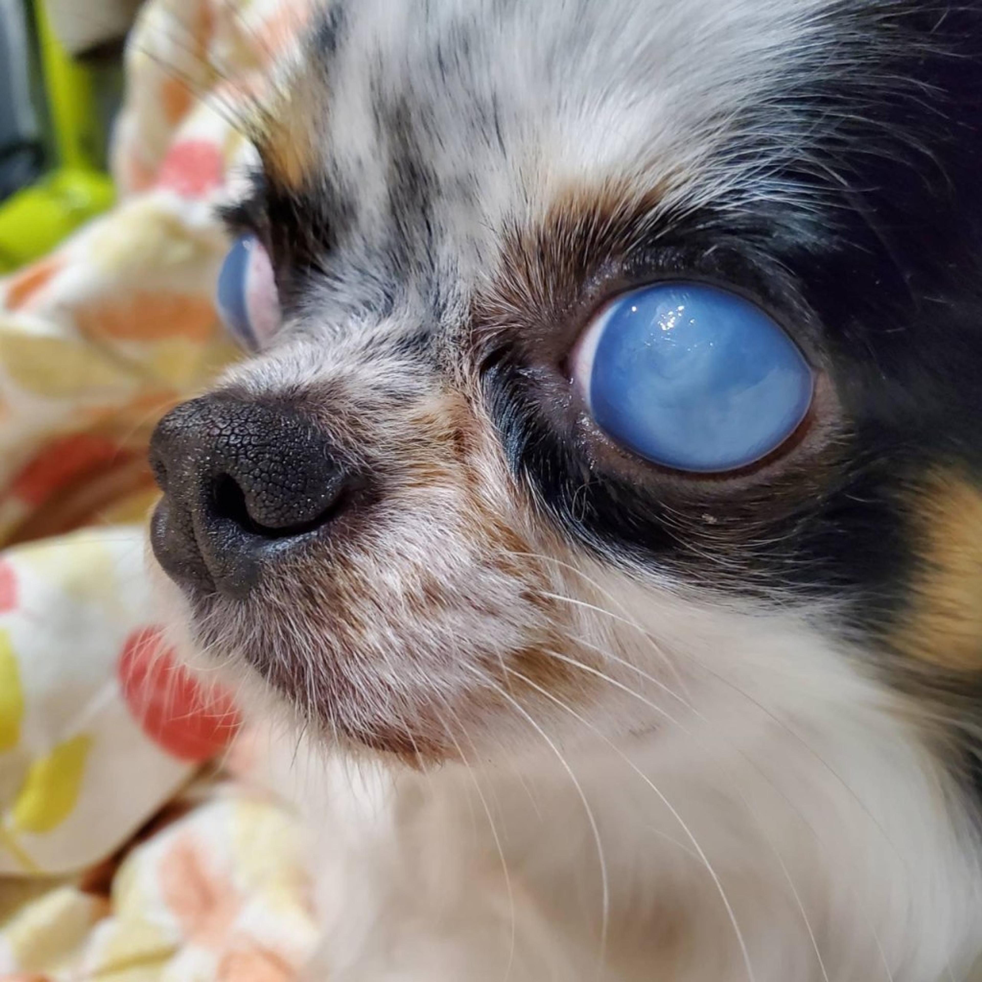 pet-image-3