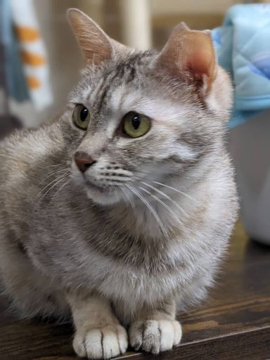きなこ