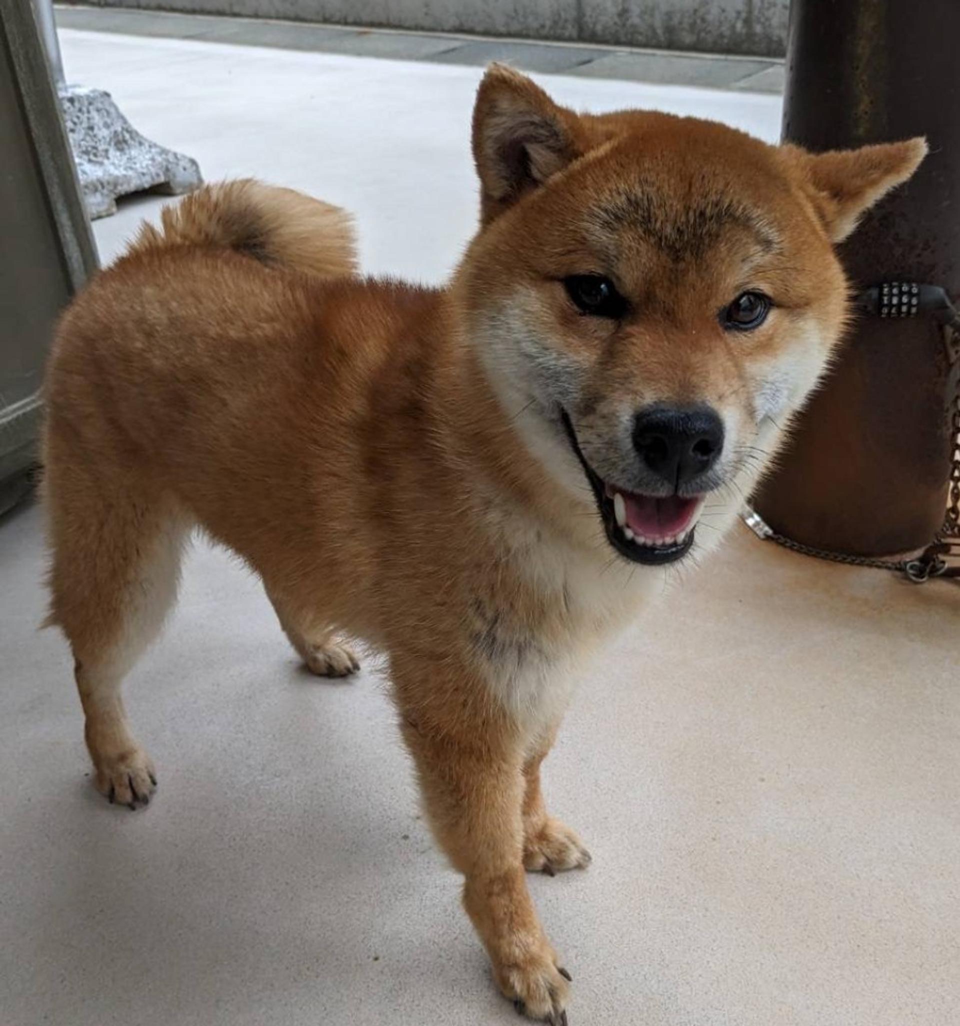 pet-image-4