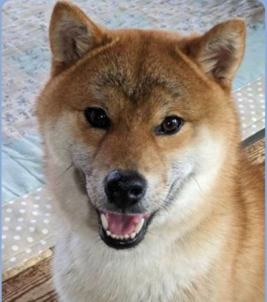 懐っこい柴犬大和(やまと)君