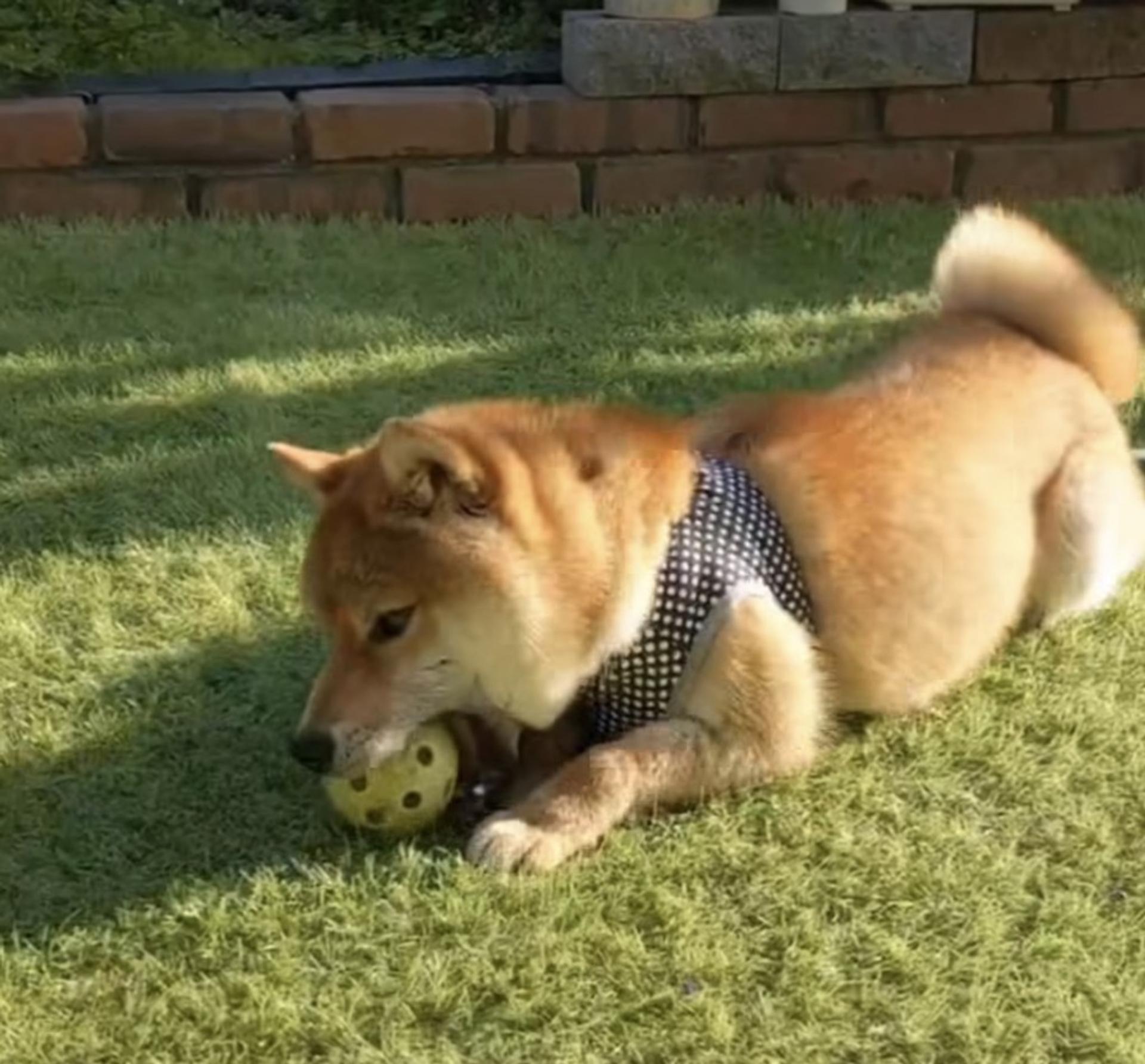 pet-image-3