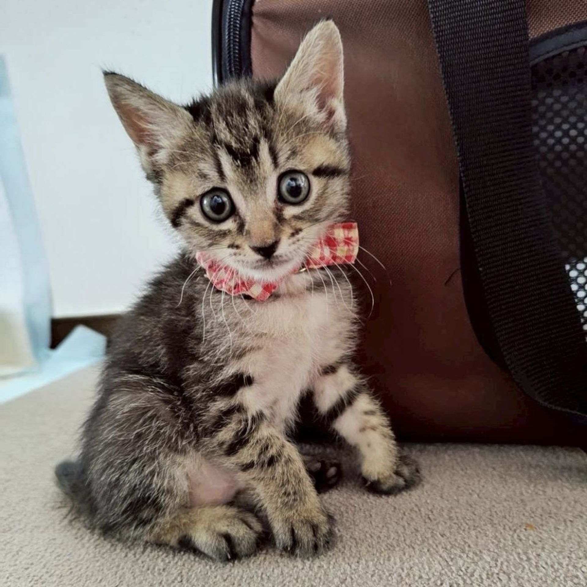 雑種（ミックス猫）・メスの里親募集の写真
