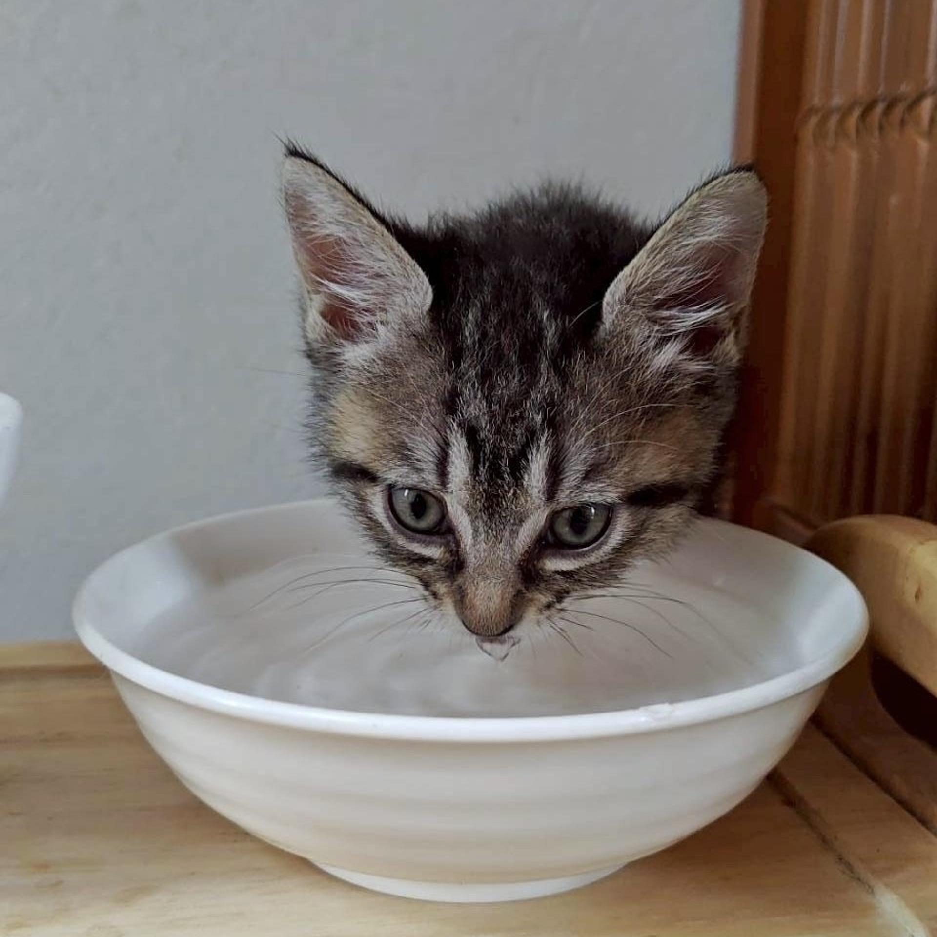 pet-image-8