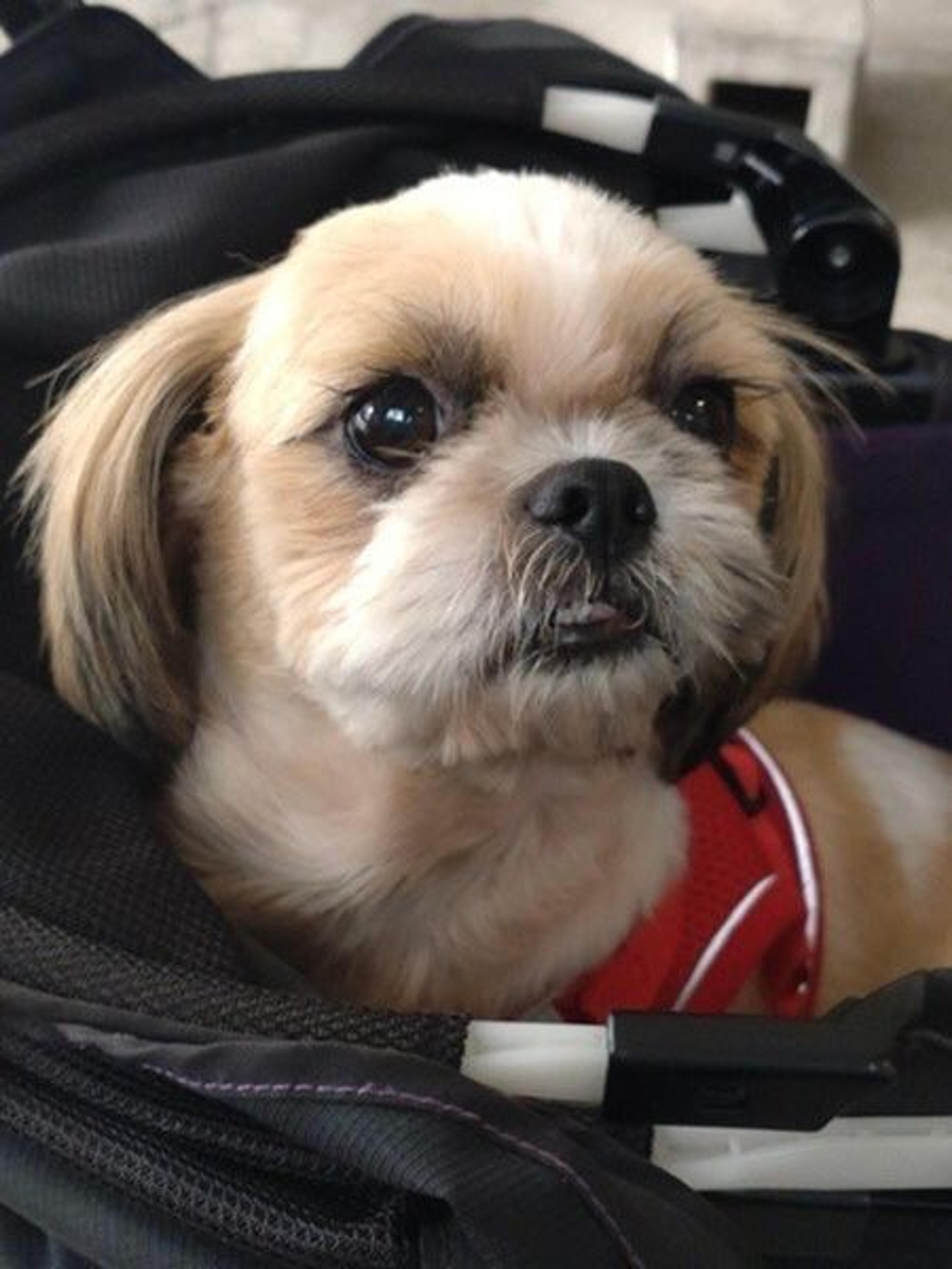 pet-image-3
