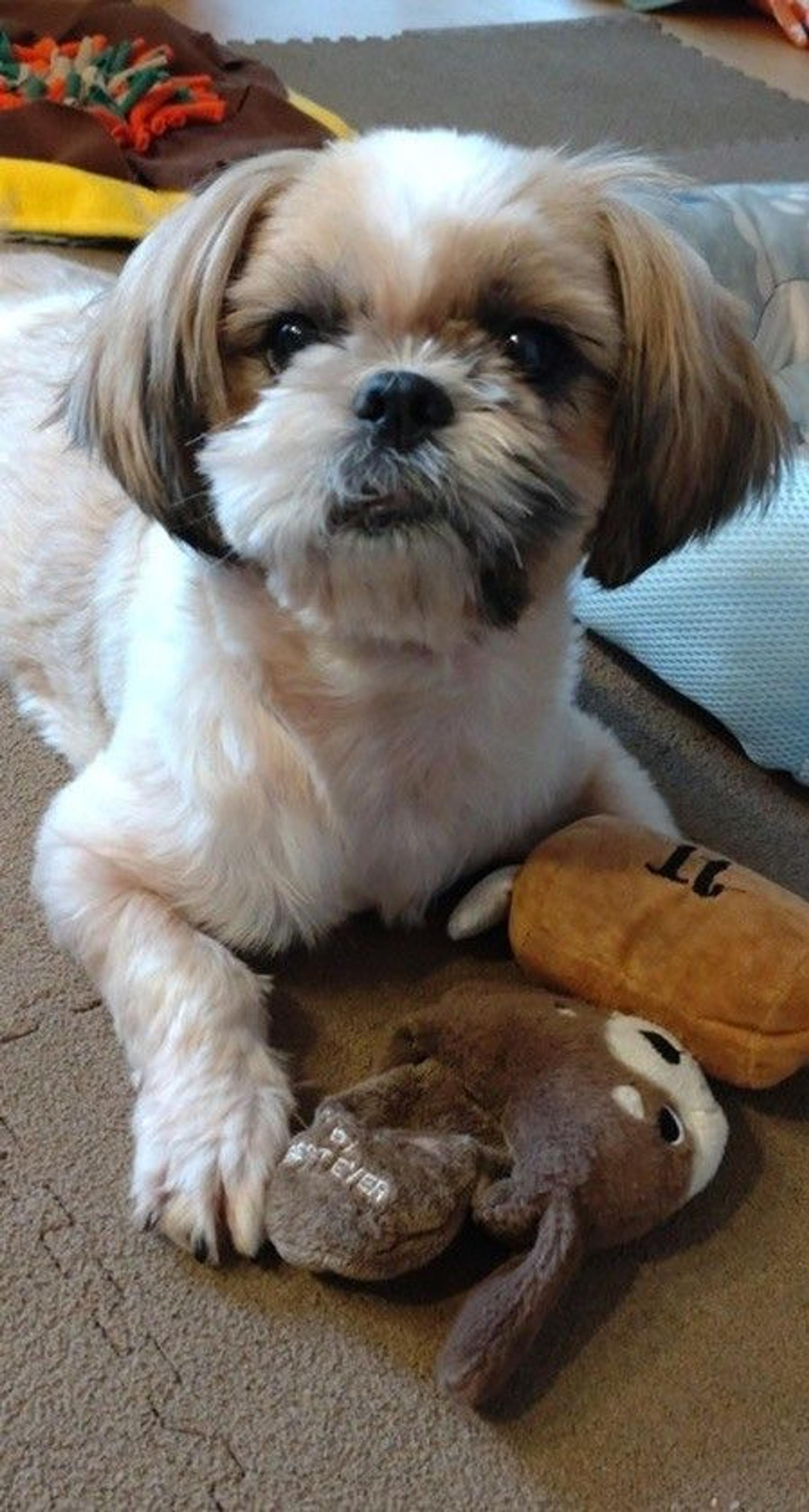 pet-image-2