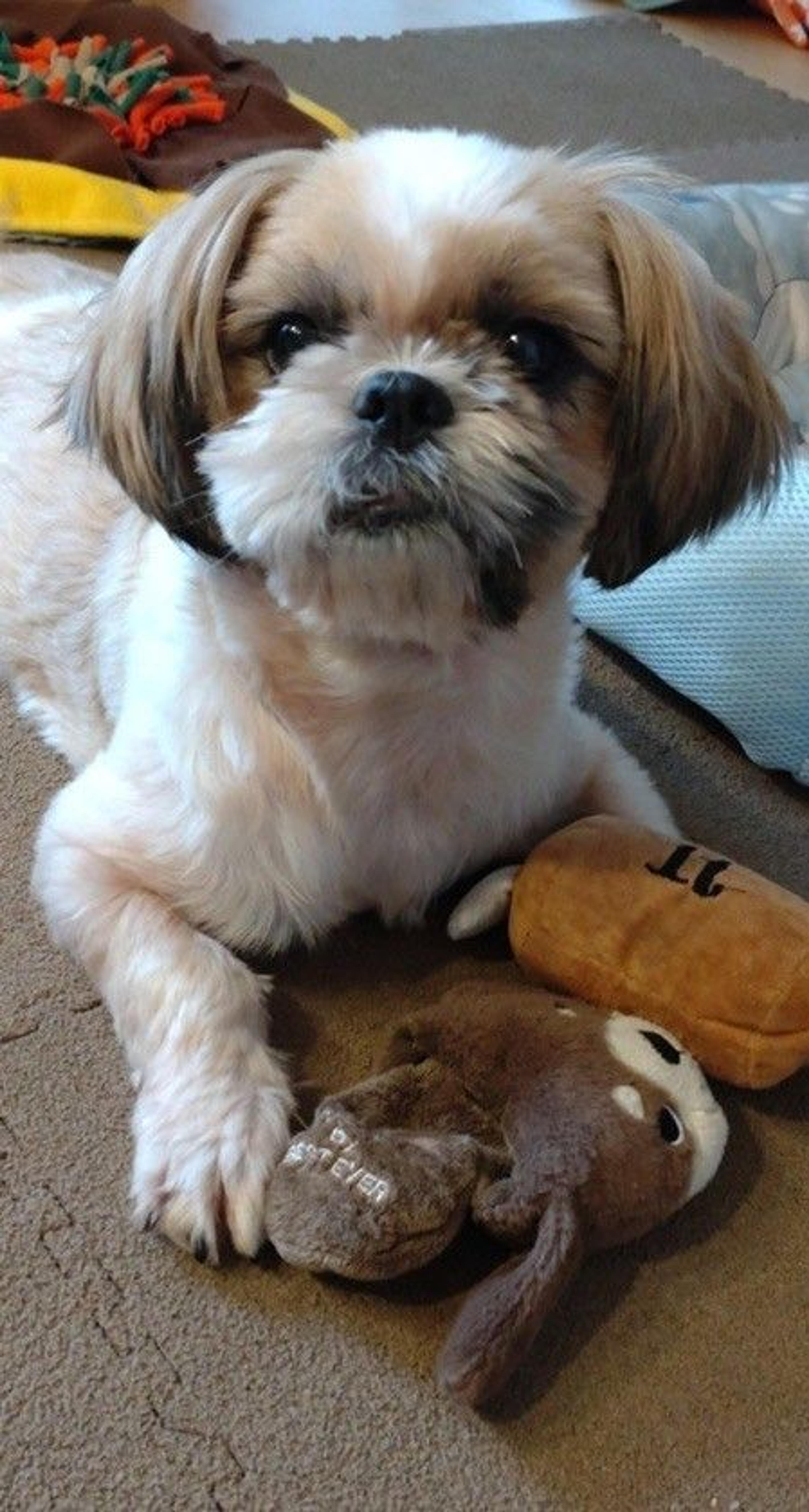 pet-image-2
