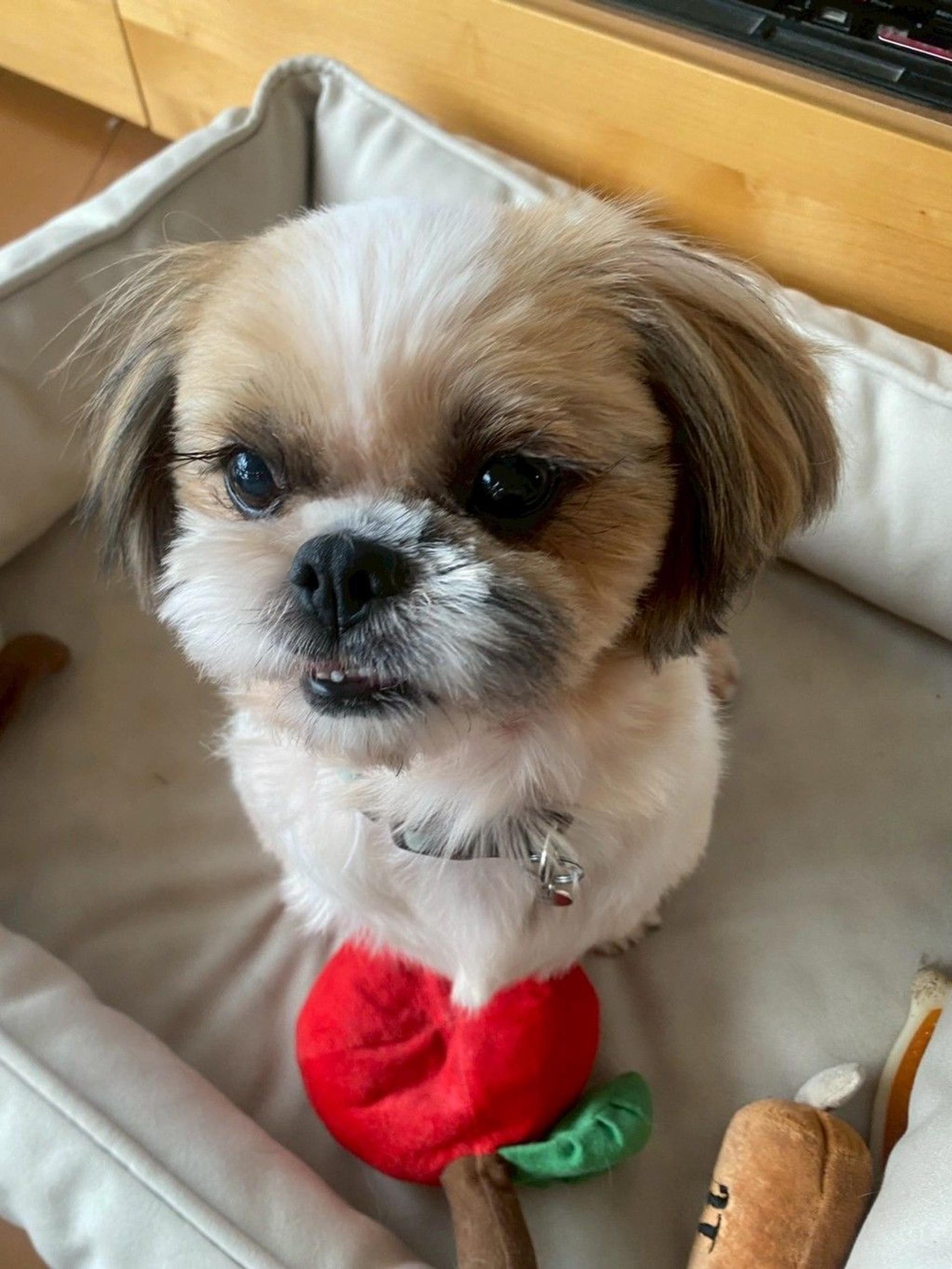 pet-image-4