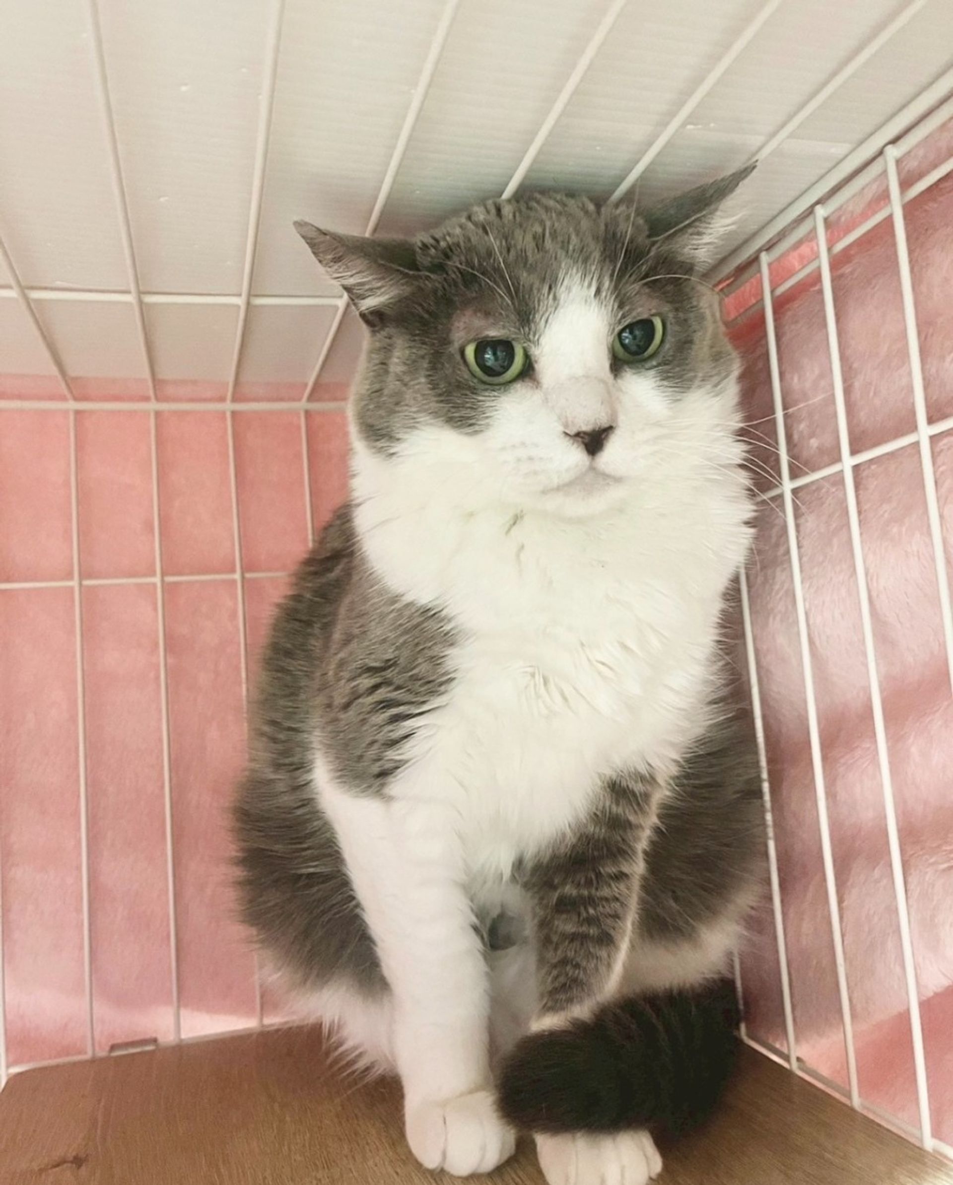 雑種（ミックス猫）・メスの里親募集の写真