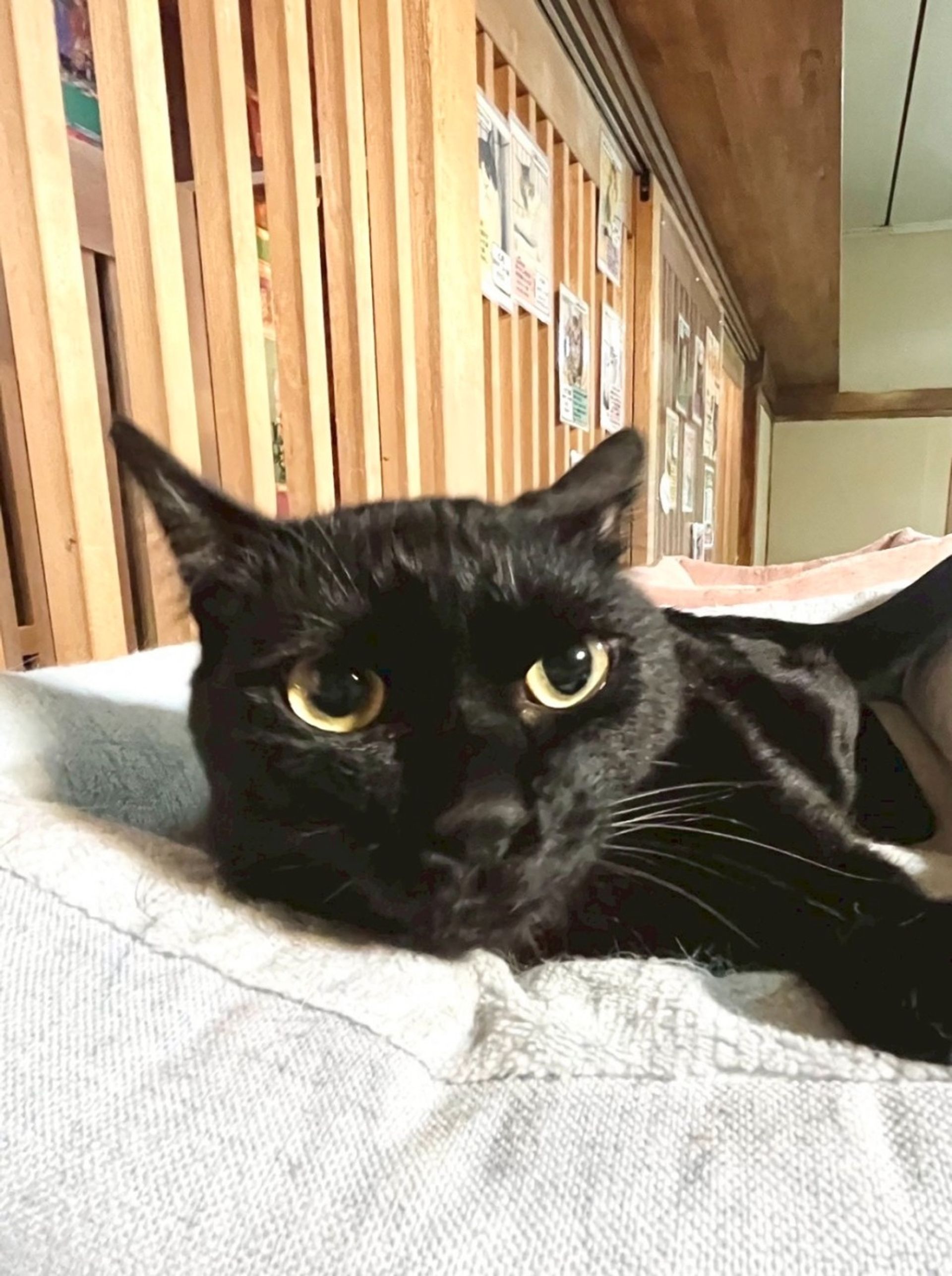 雑種（ミックス猫）・オスの里親募集の写真