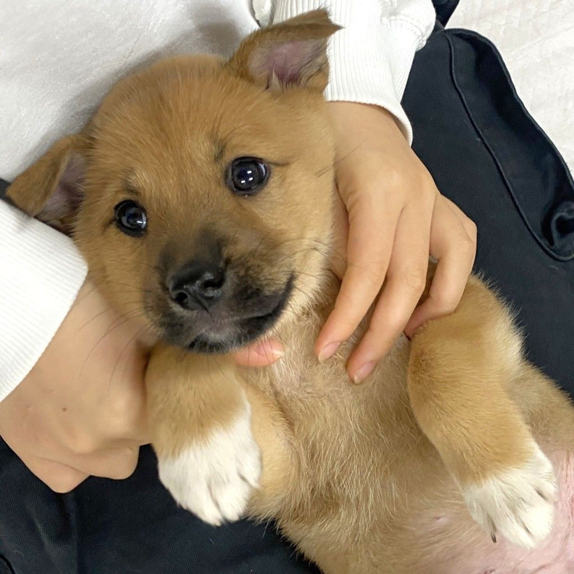 雑種（ミックス犬）・メスの里親募集の写真