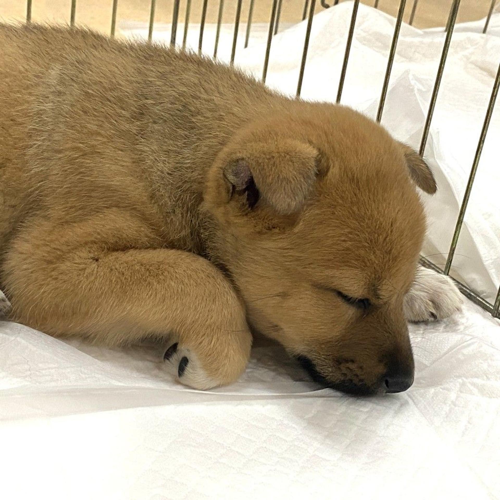 pet-image-3