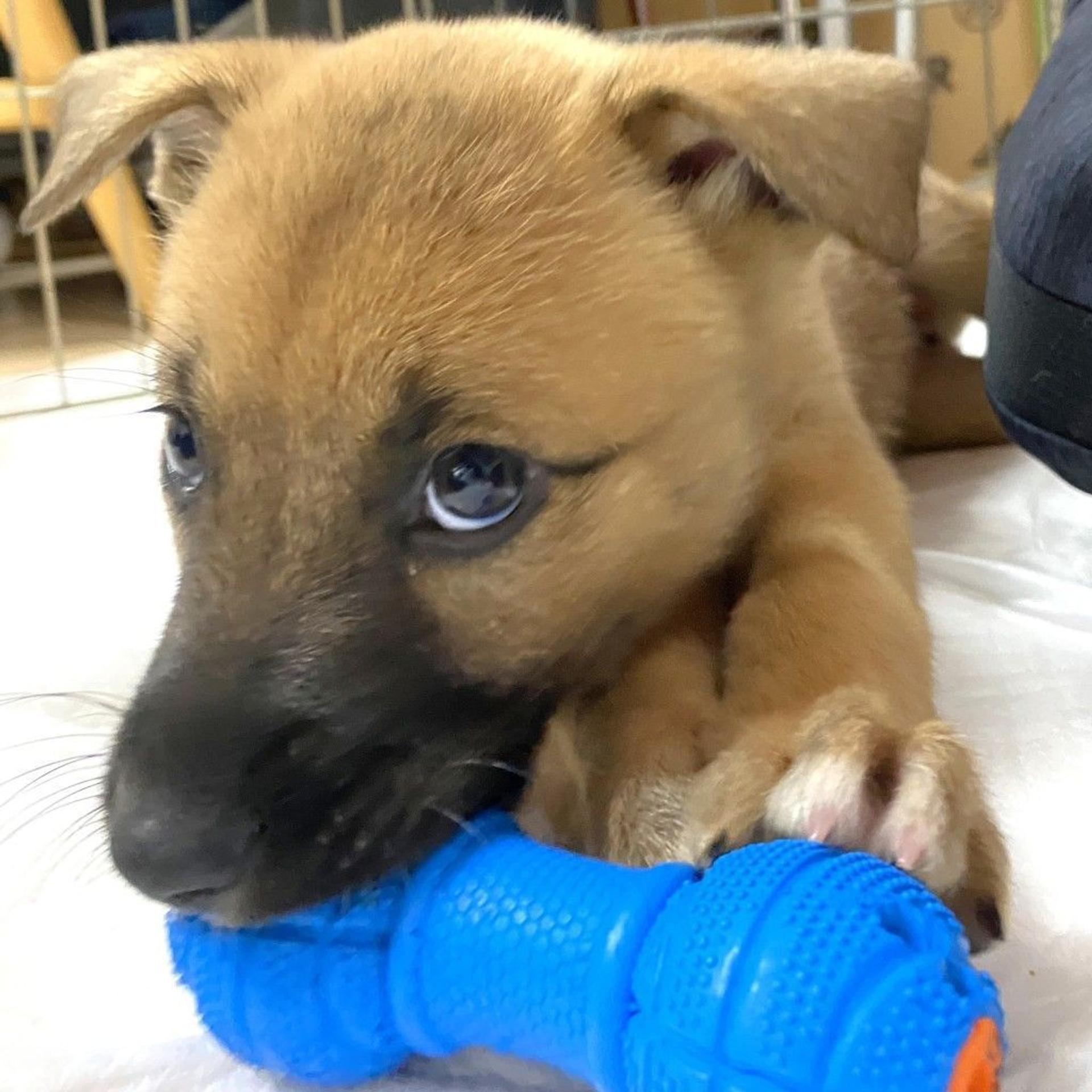 pet-image-3