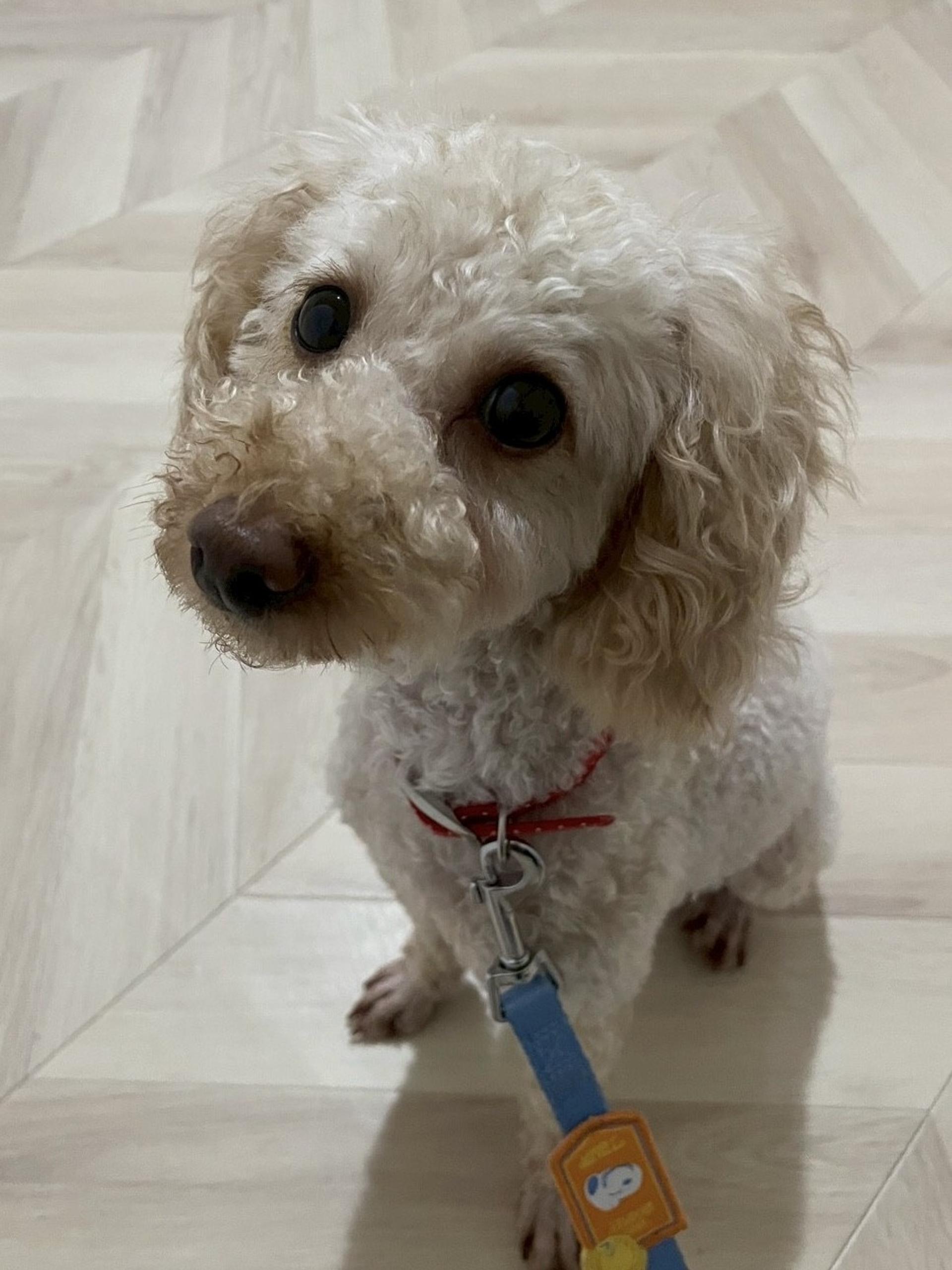 pet-image-2