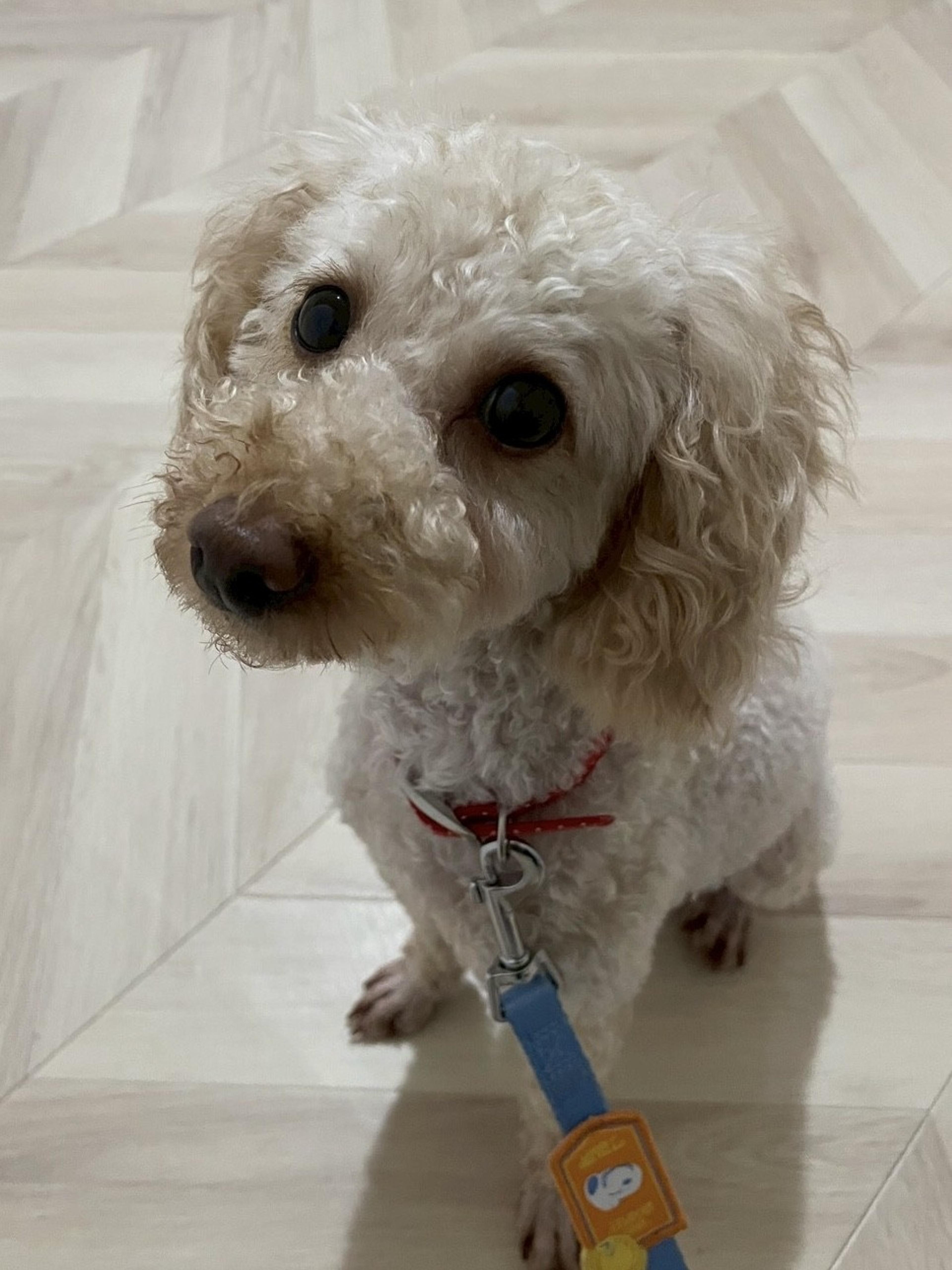 pet-image-2