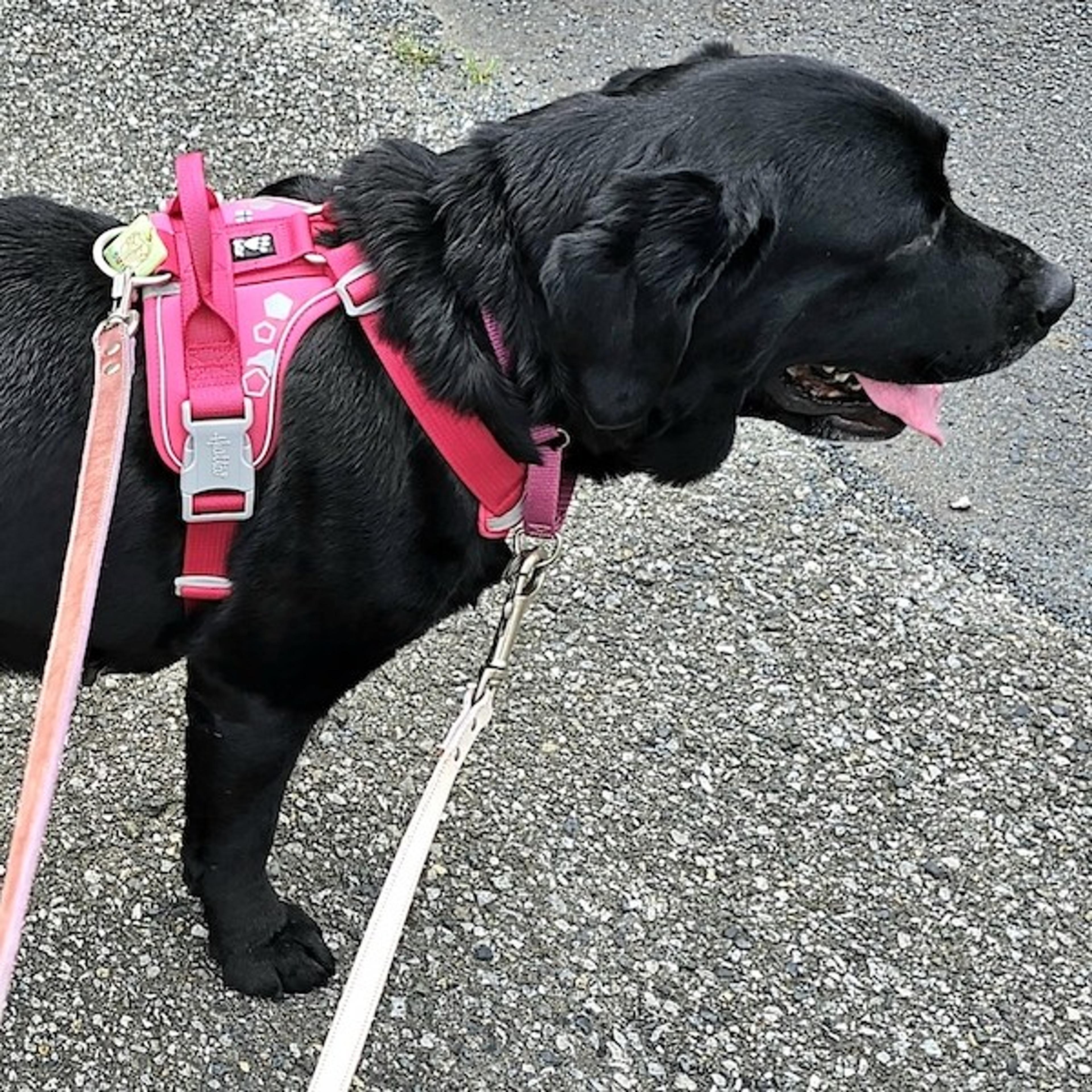 pet-image-3