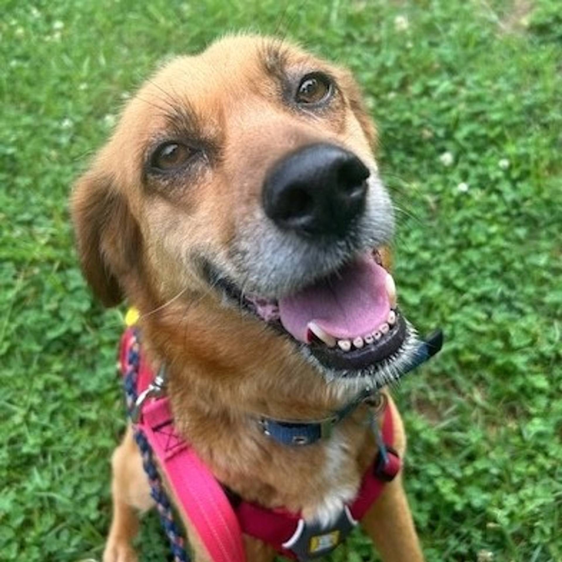 雑種（ミックス犬）・メスの里親募集の写真
