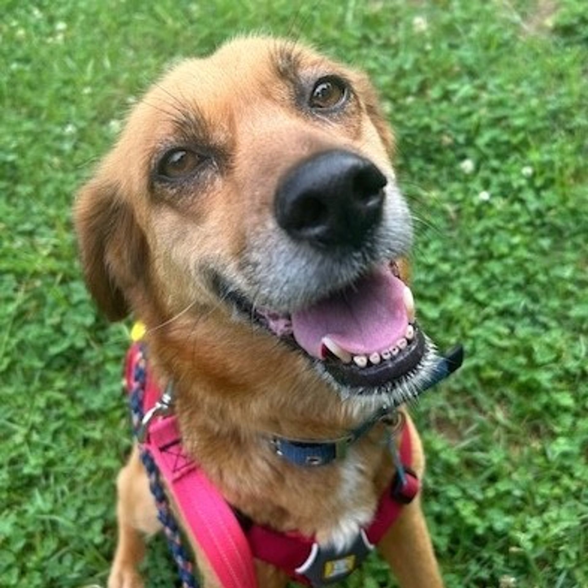 雑種（ミックス犬）・メスの里親募集の写真