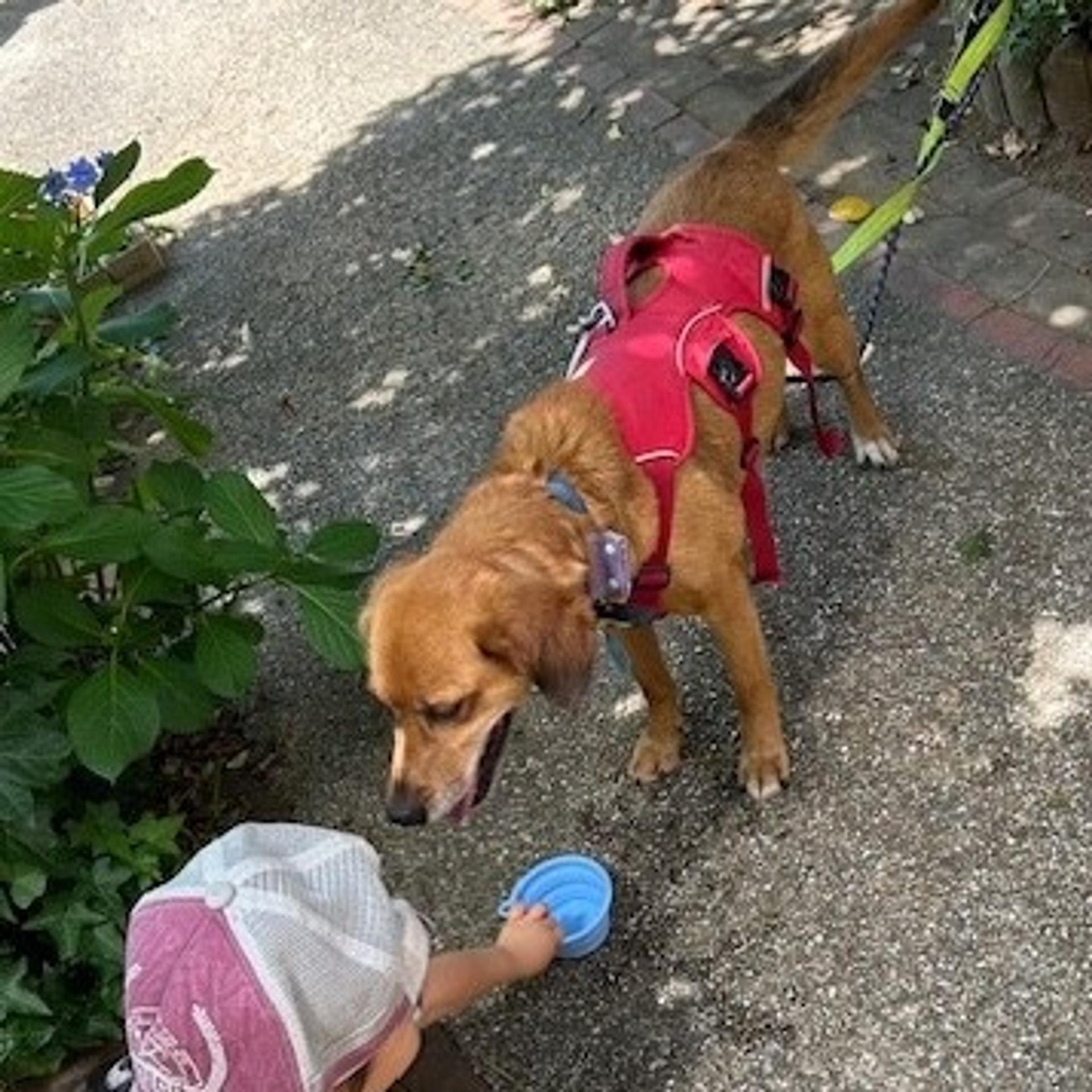 pet-image-4