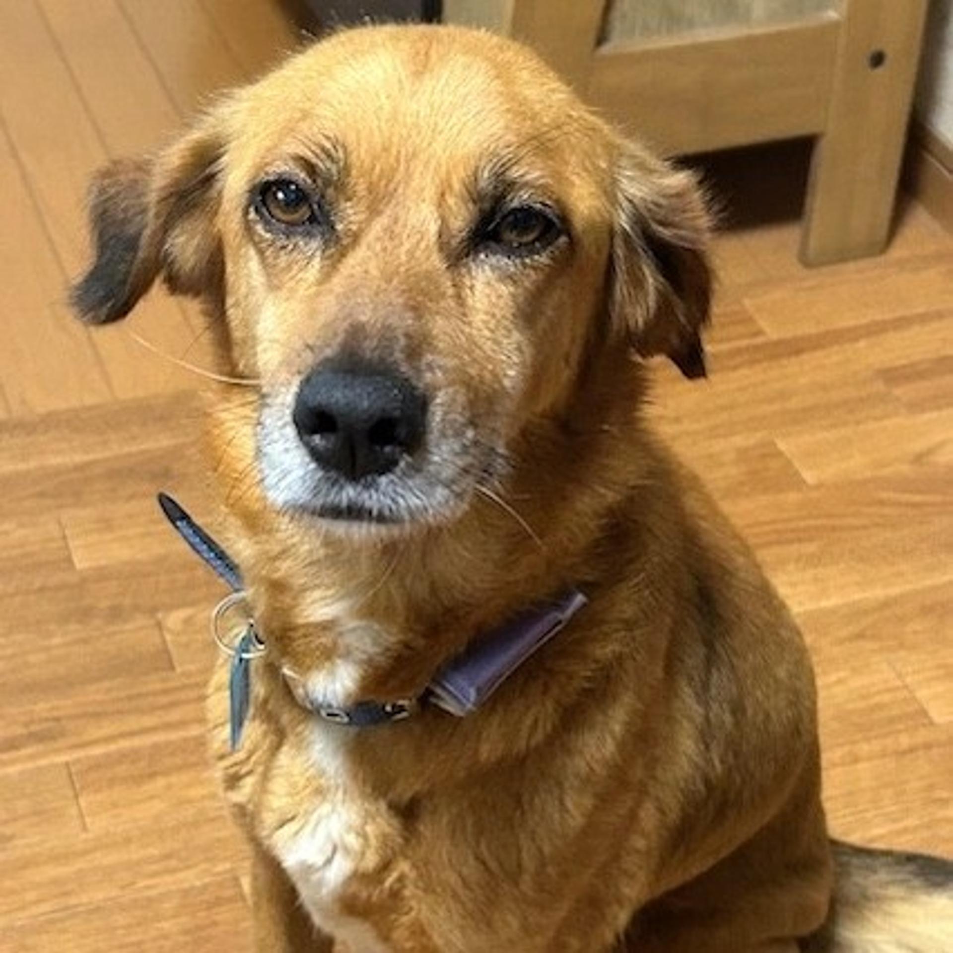 pet-image-2
