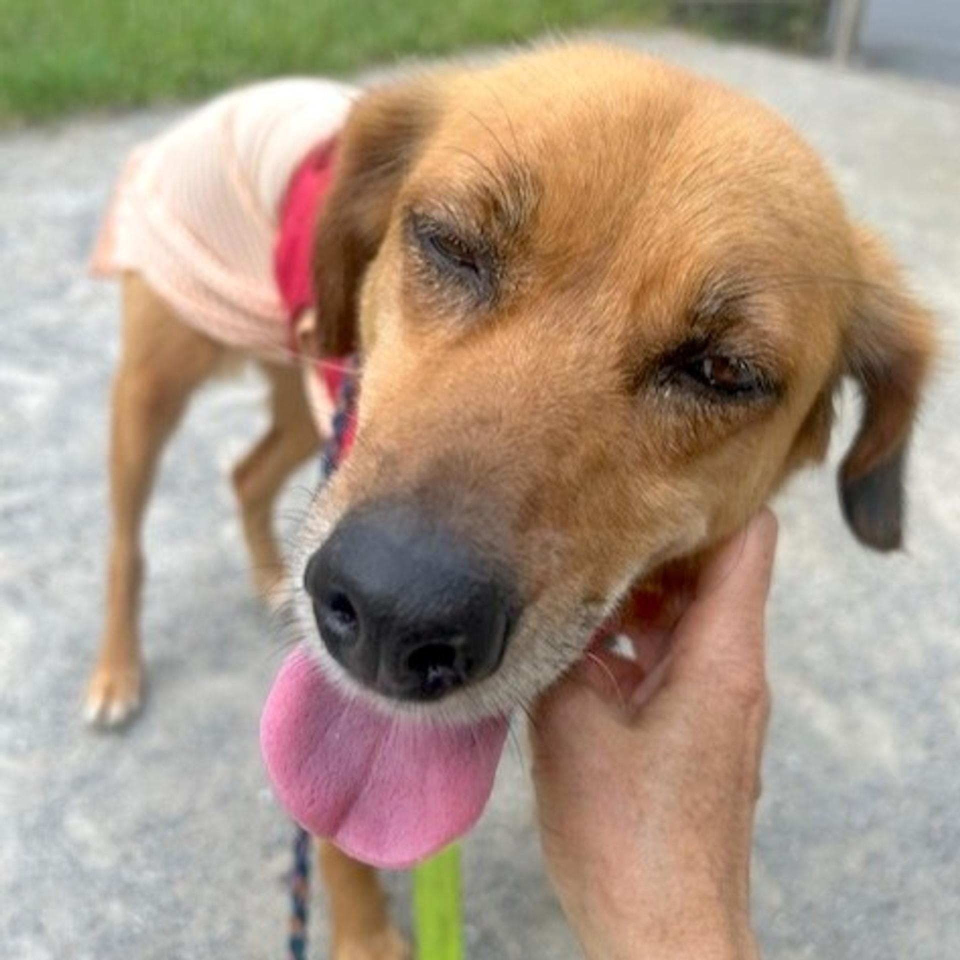 pet-image-3