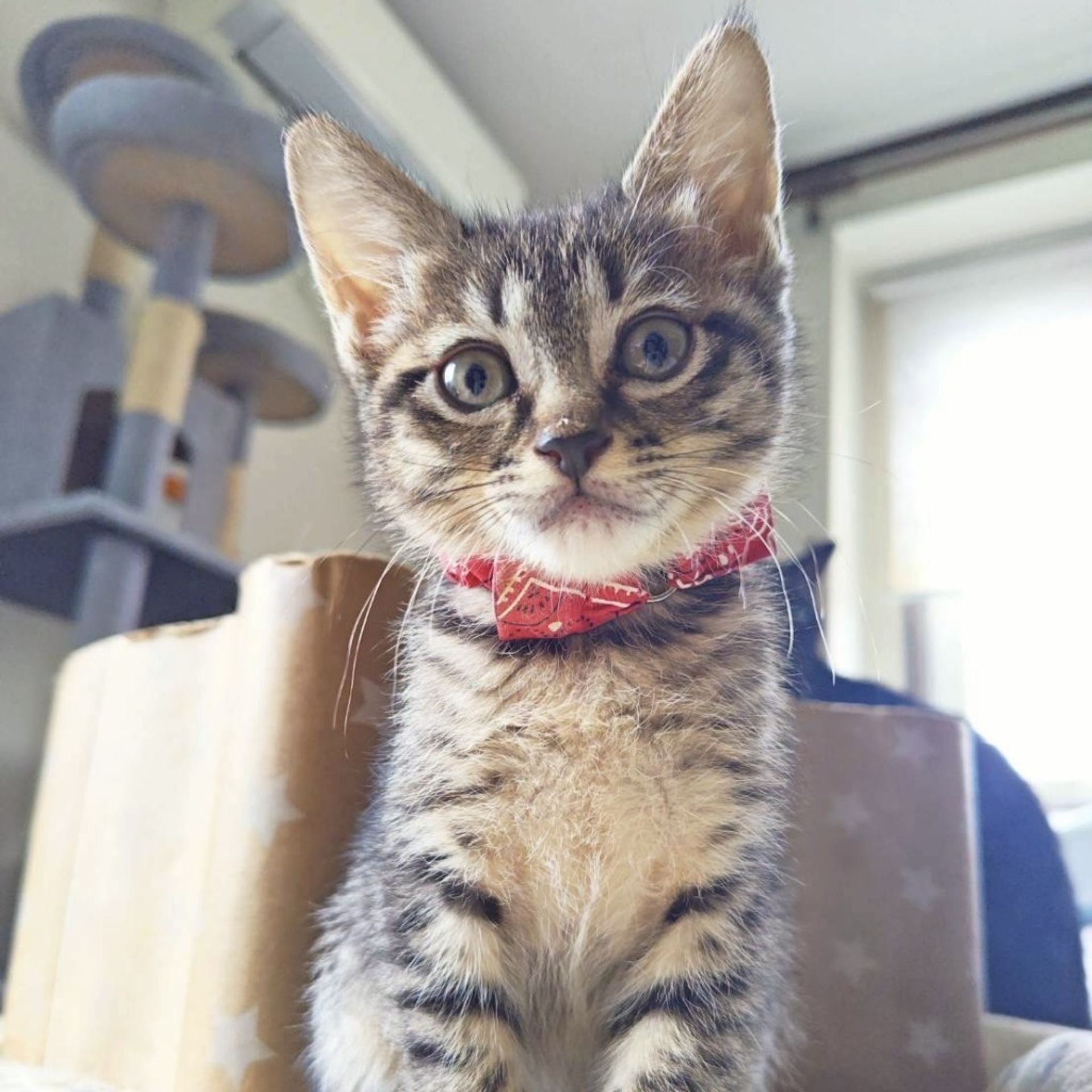 雑種（ミックス猫）・メスの里親募集の写真