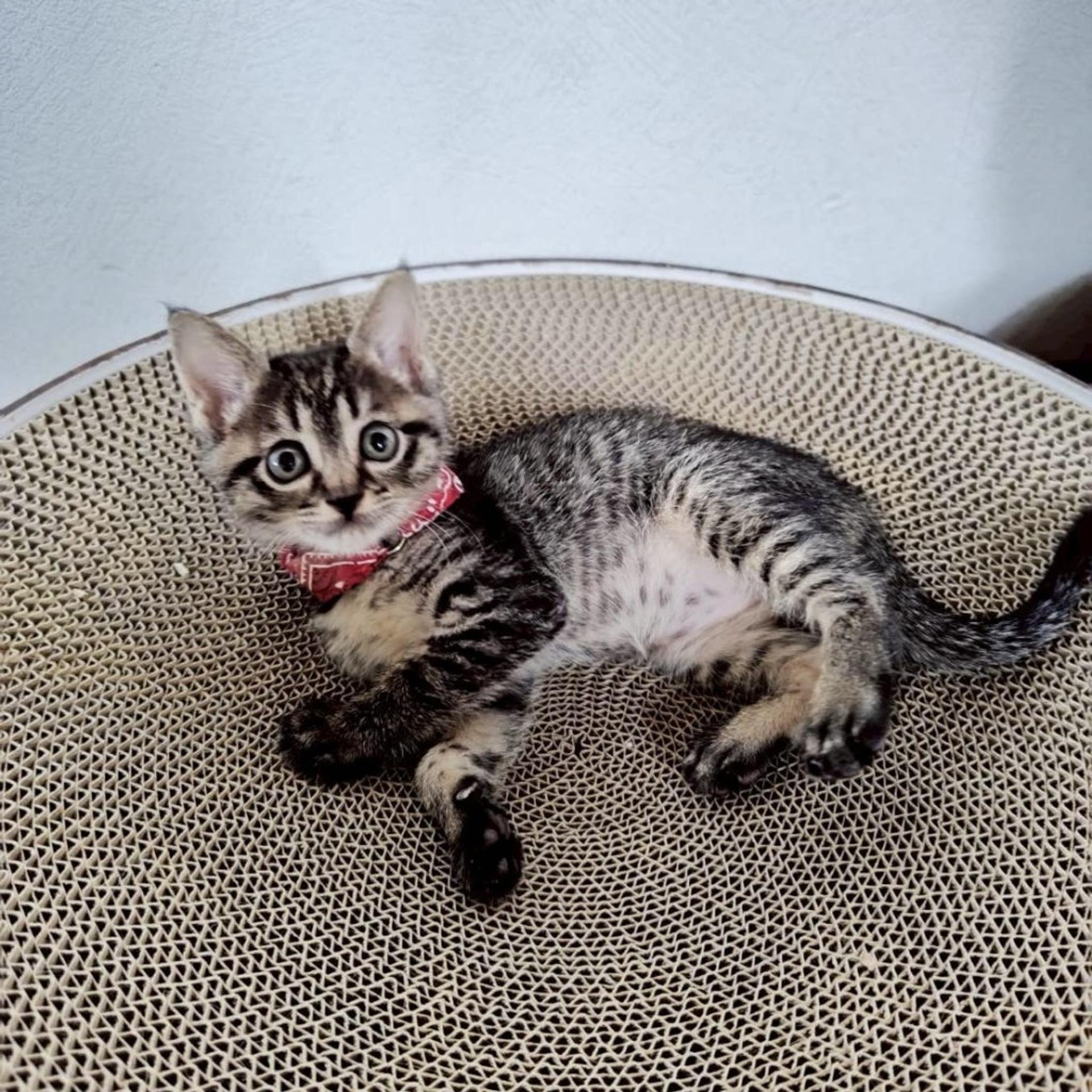 pet-image-5