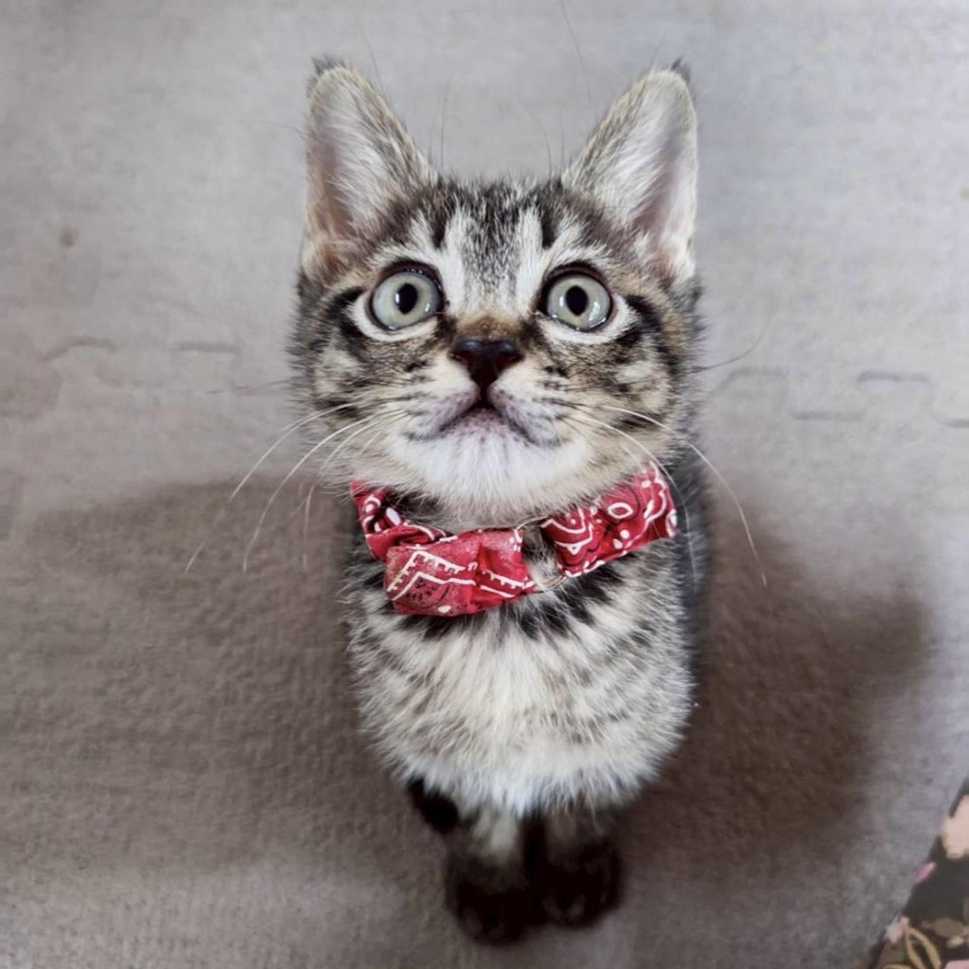 pet-image-3