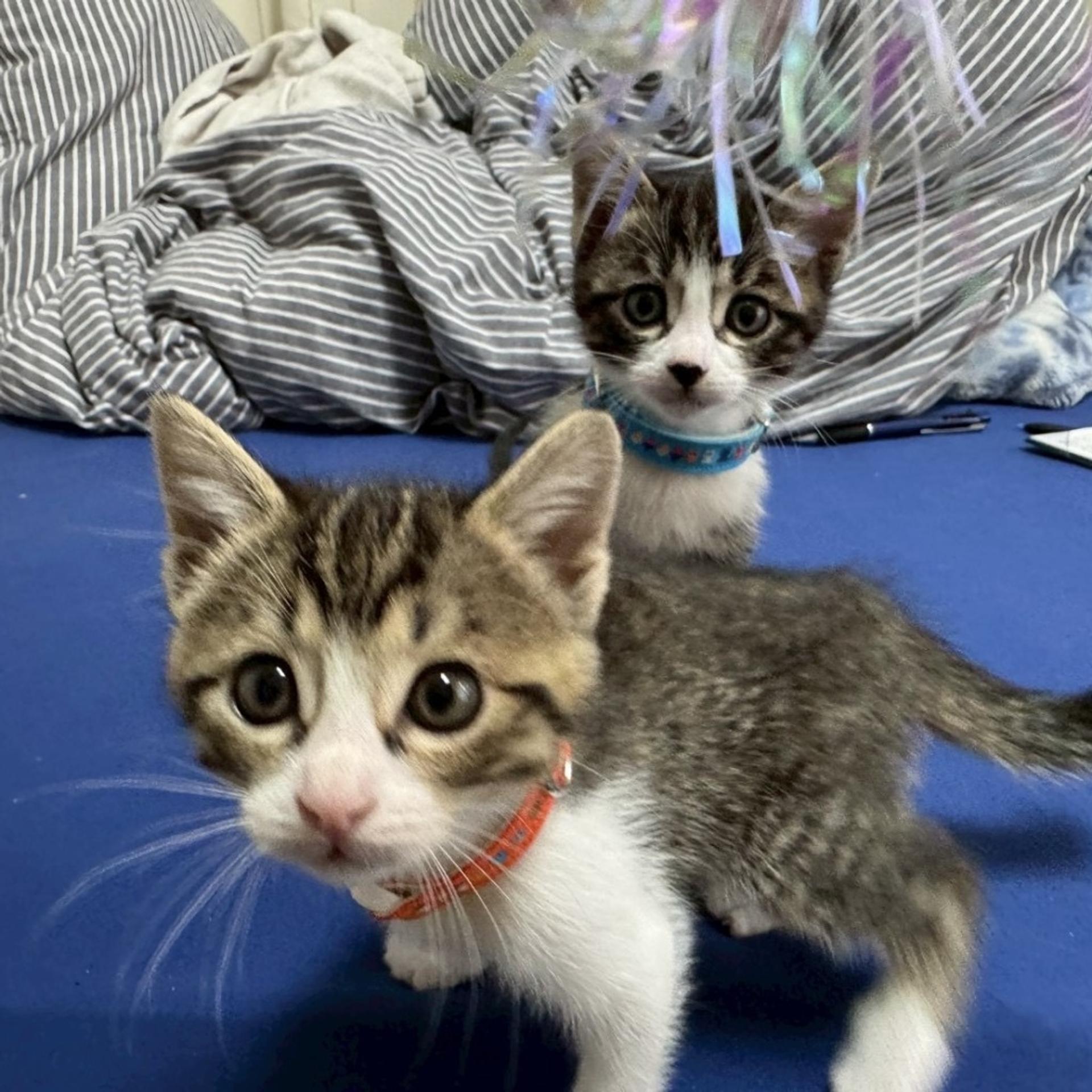 pet-image-7