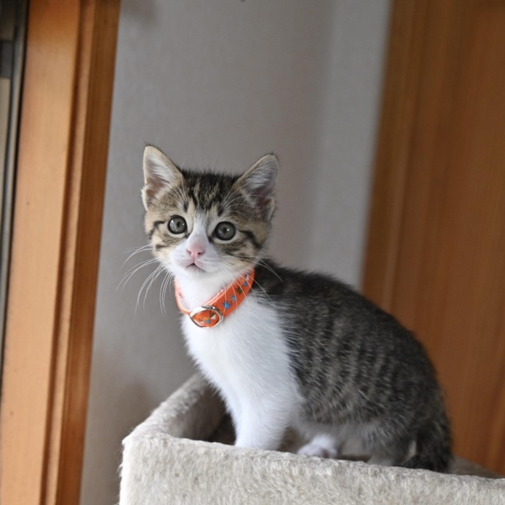 pet-image-5