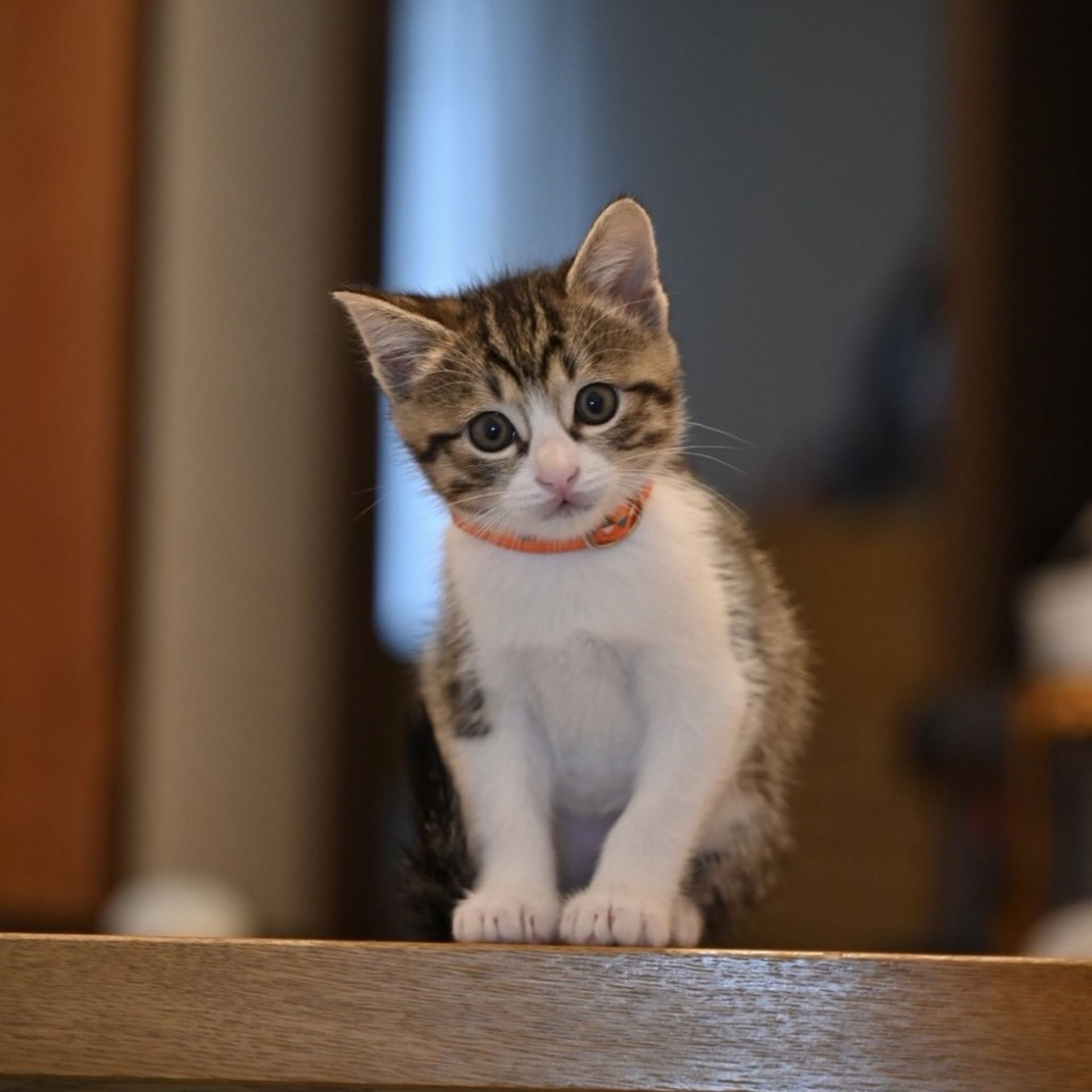 雑種（ミックス猫）・メスの里親募集の写真