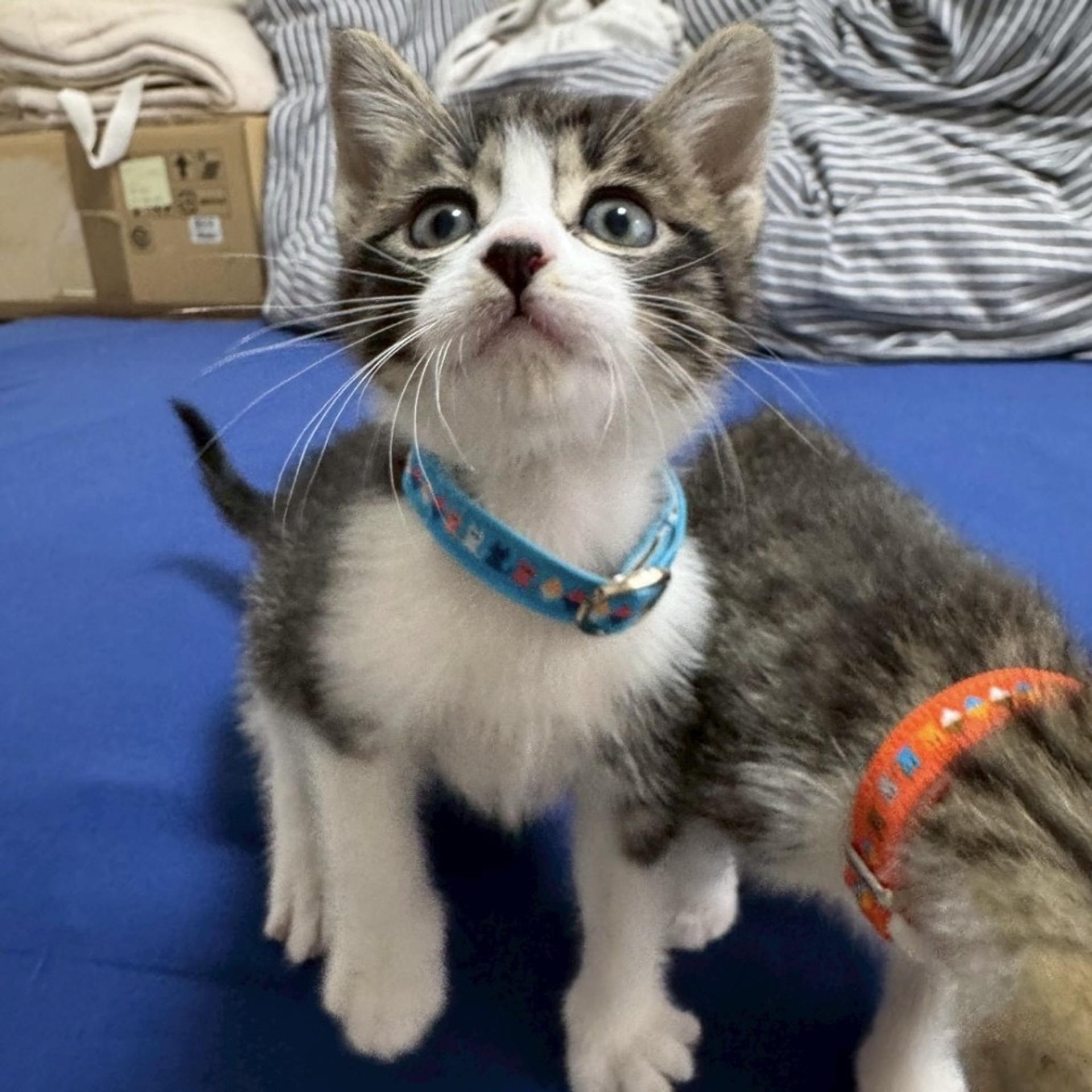 pet-image-7
