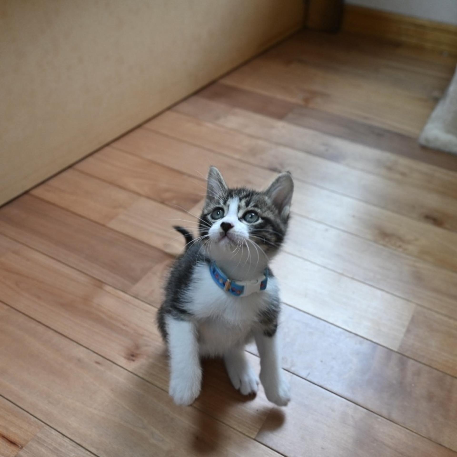 pet-image-3