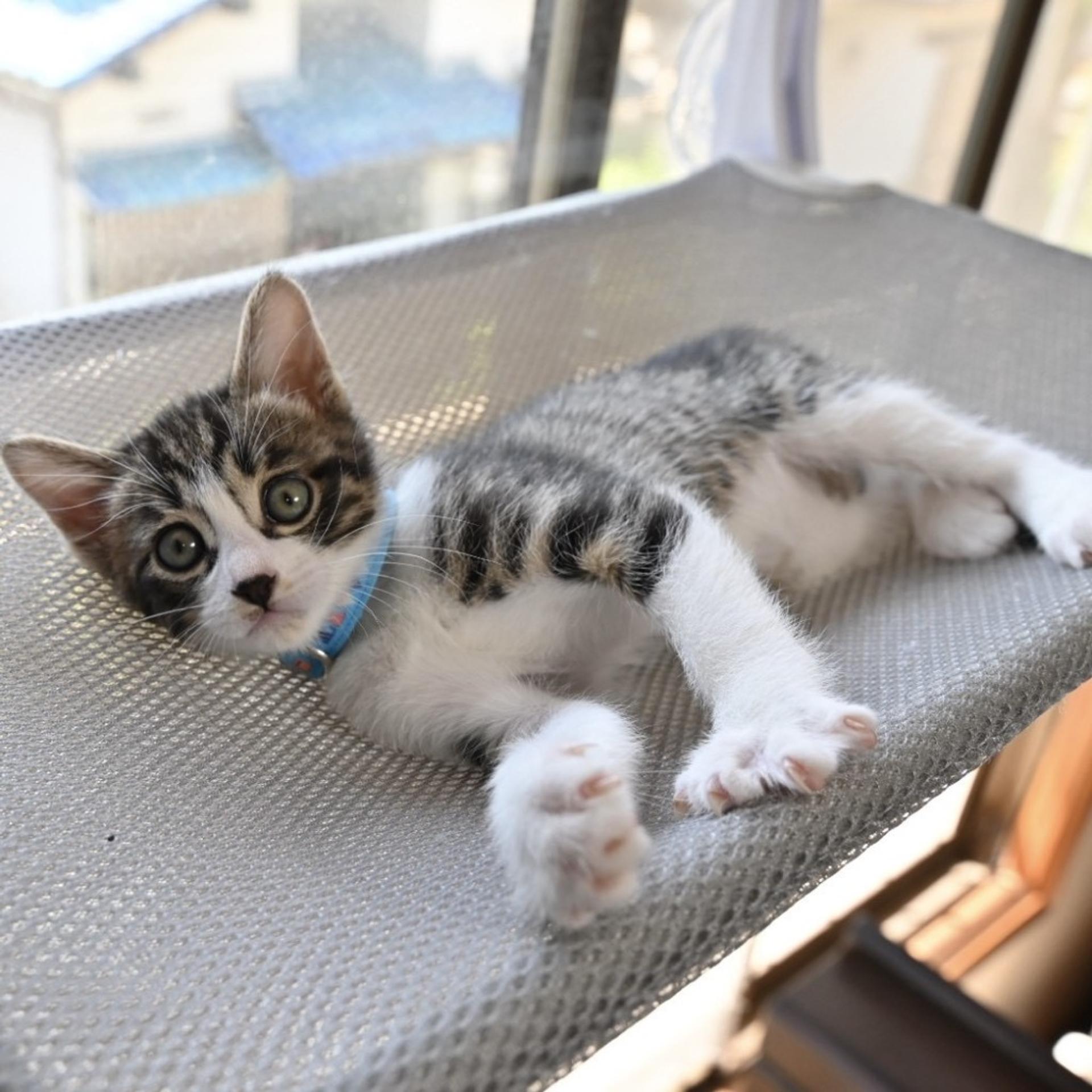 pet-image-4