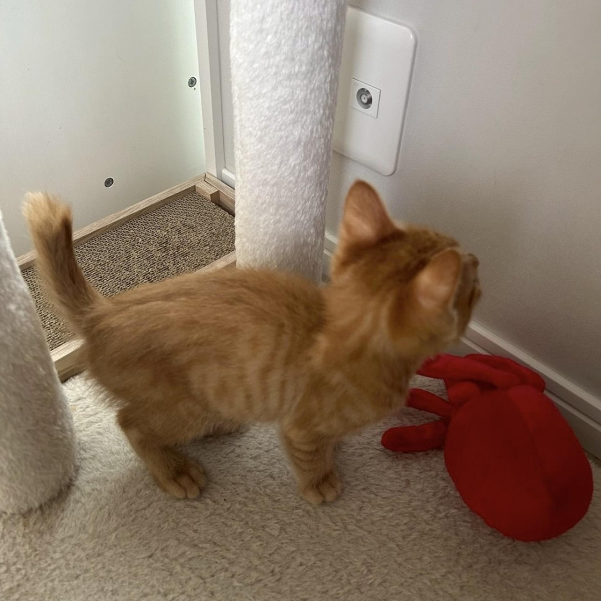 pet-image-3