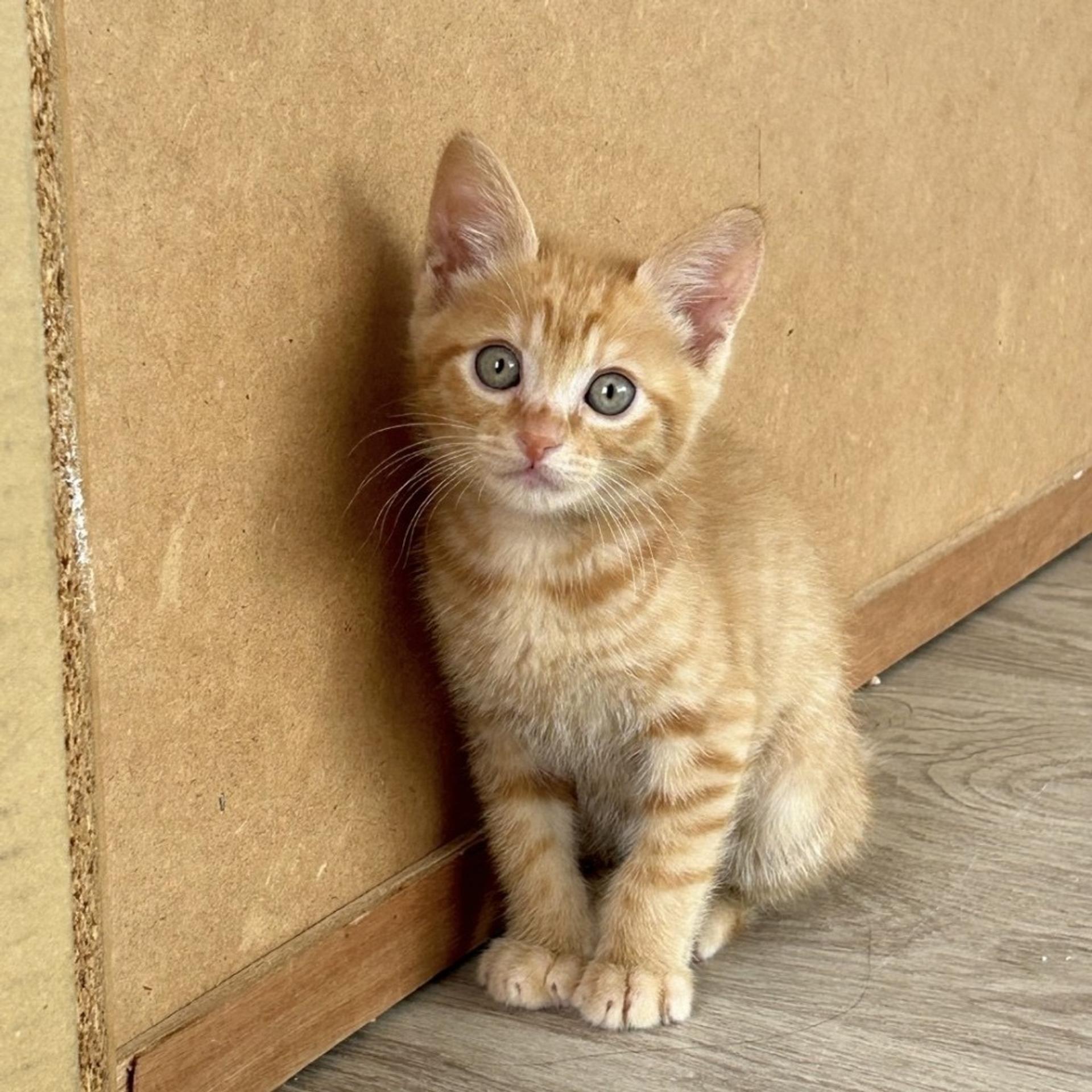 pet-image-4