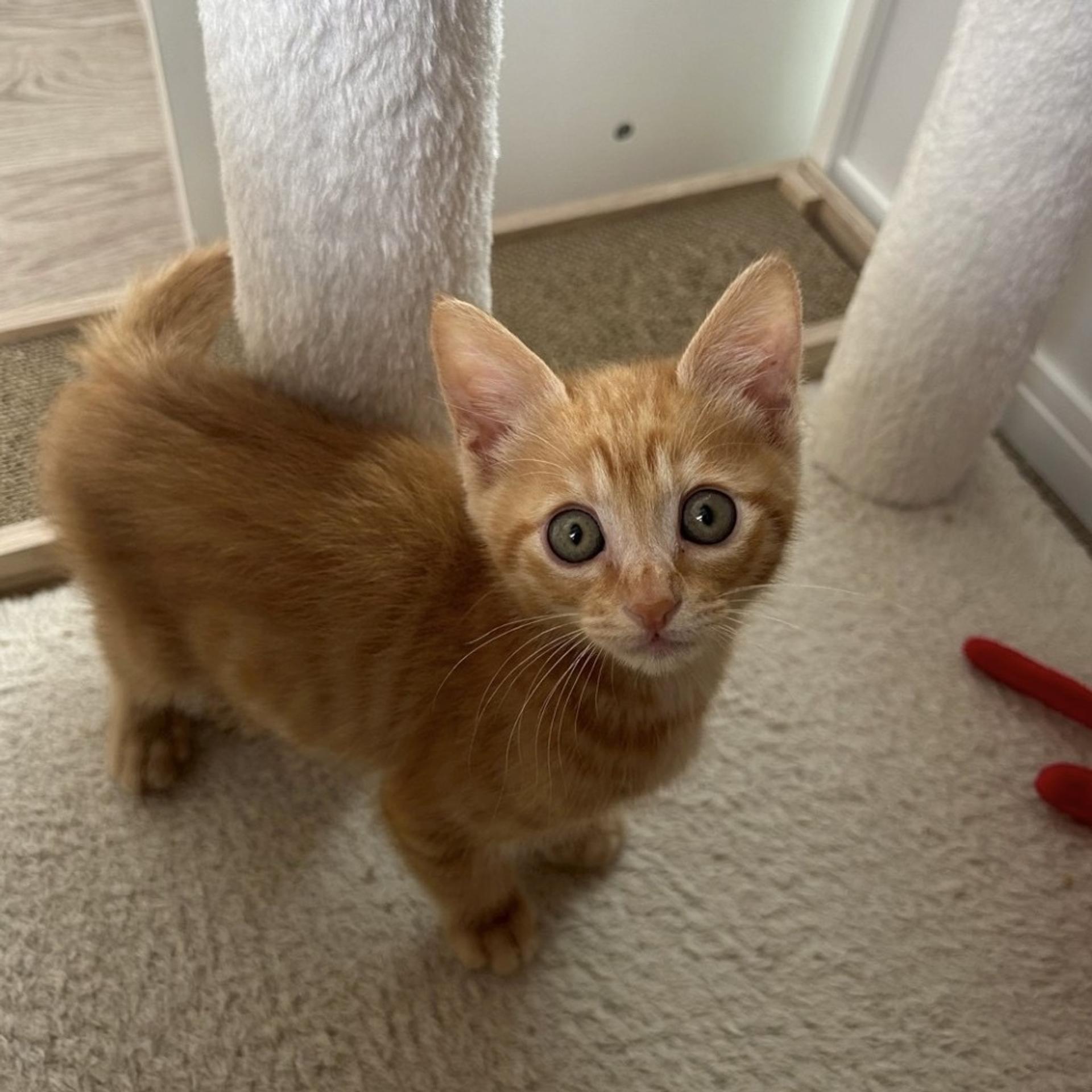 pet-image-2