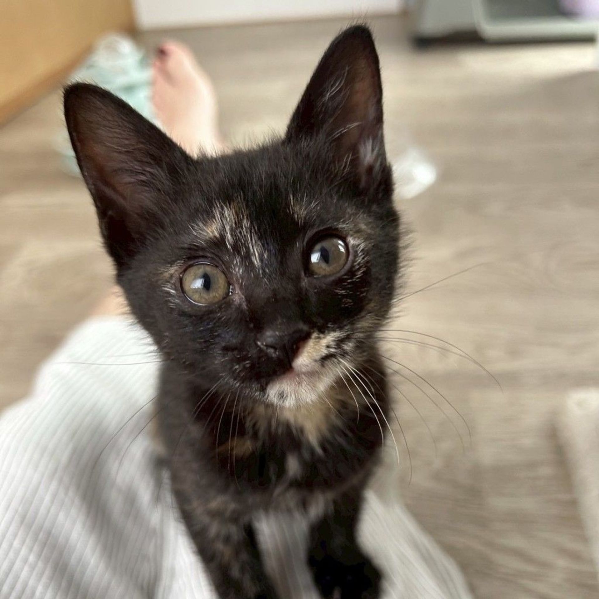 雑種（ミックス猫）・メスの里親募集の写真