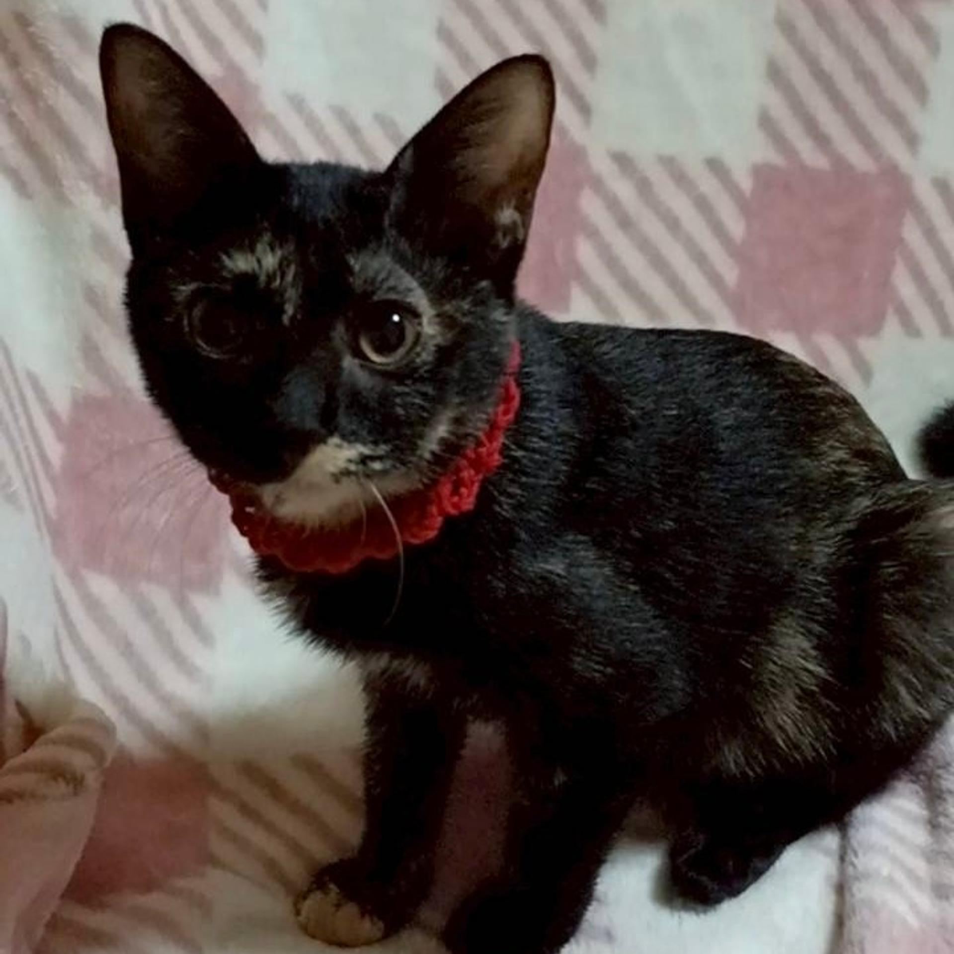 pet-image-7