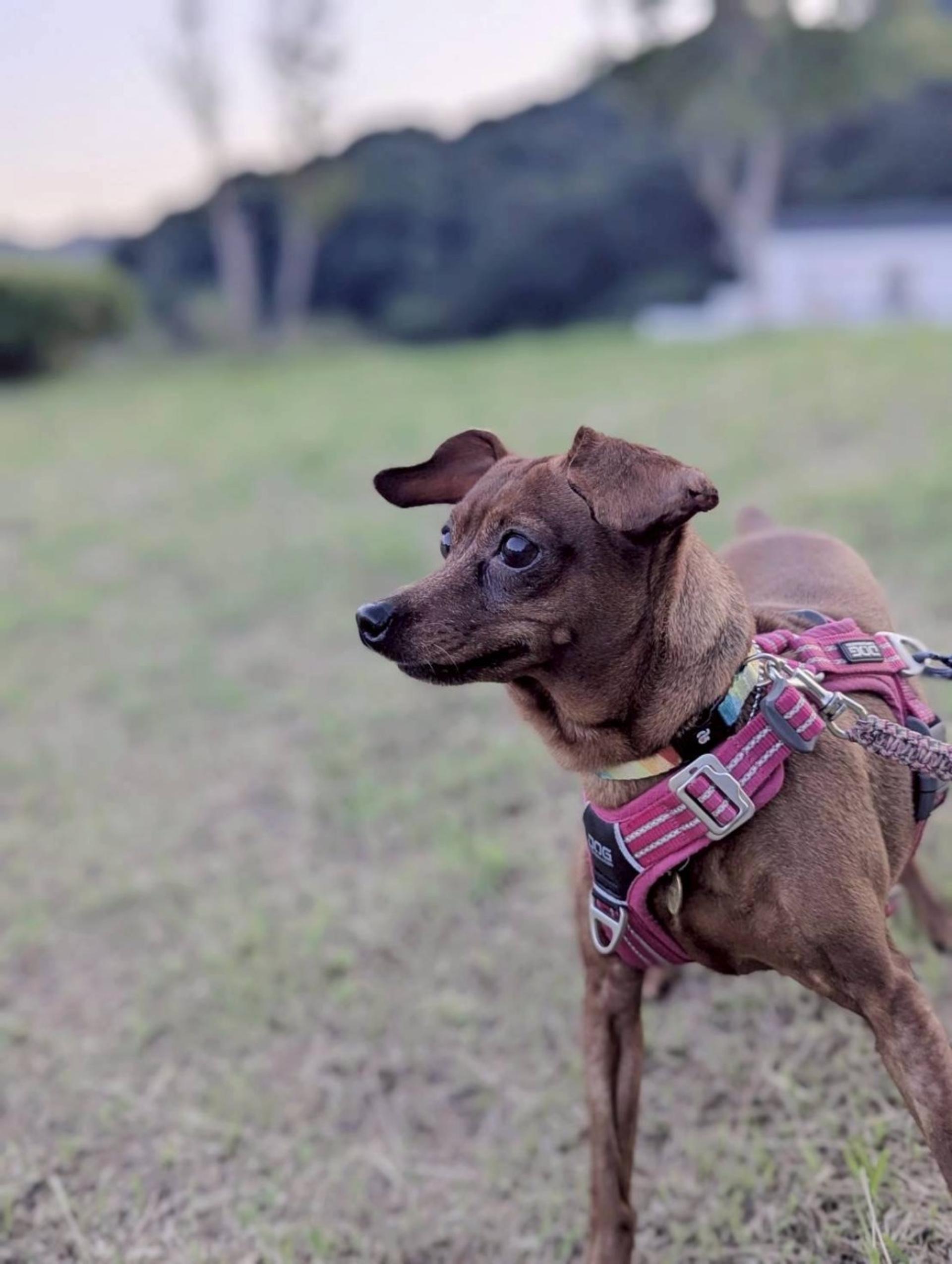 pet-image-5