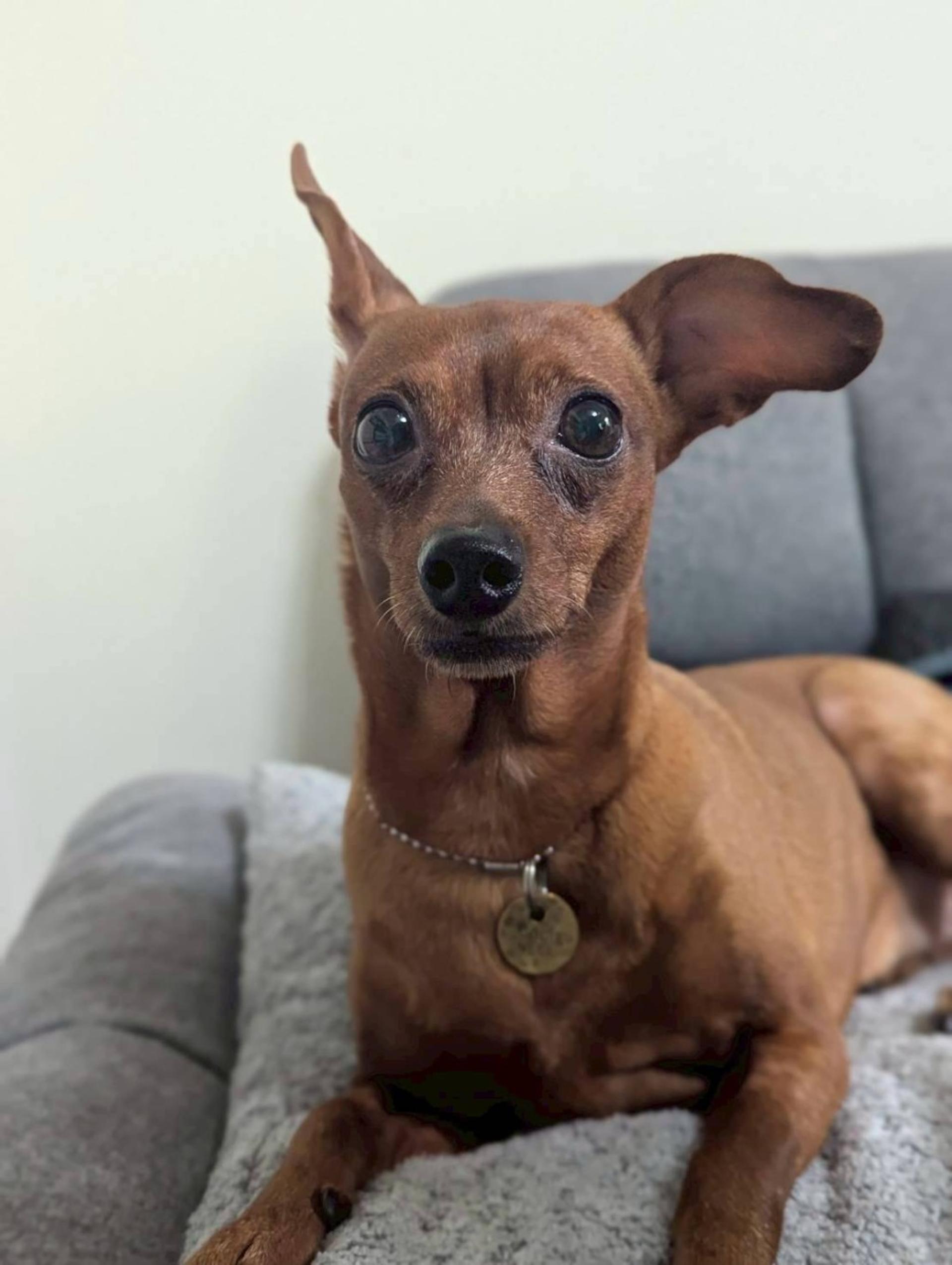 pet-image-3