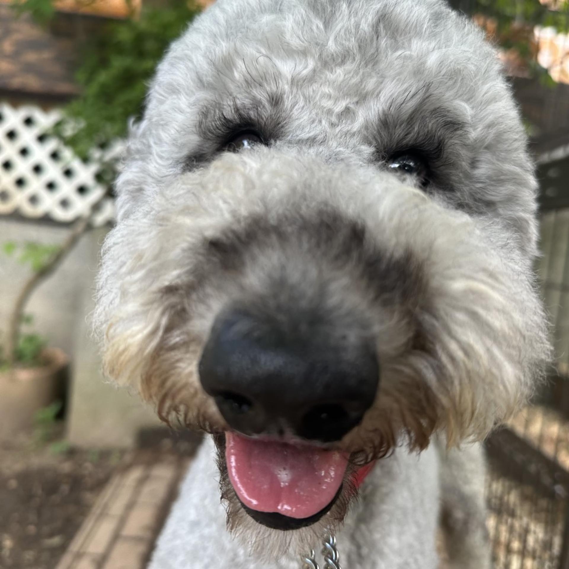 pet-image-4