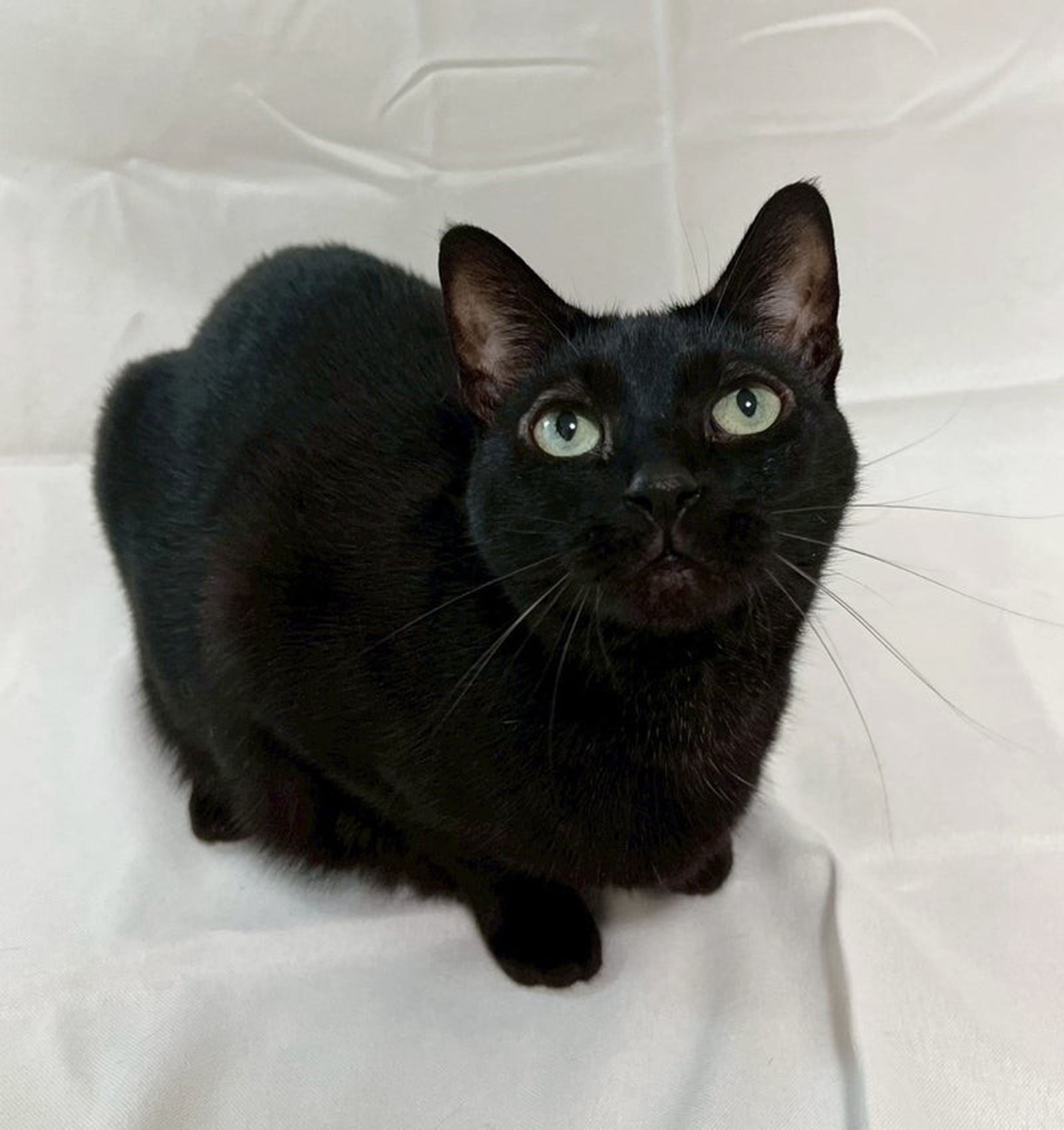 雑種（ミックス猫）・メスの里親募集の写真