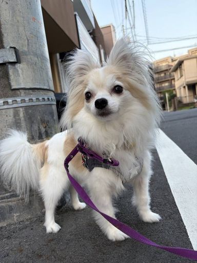 青葉の写真