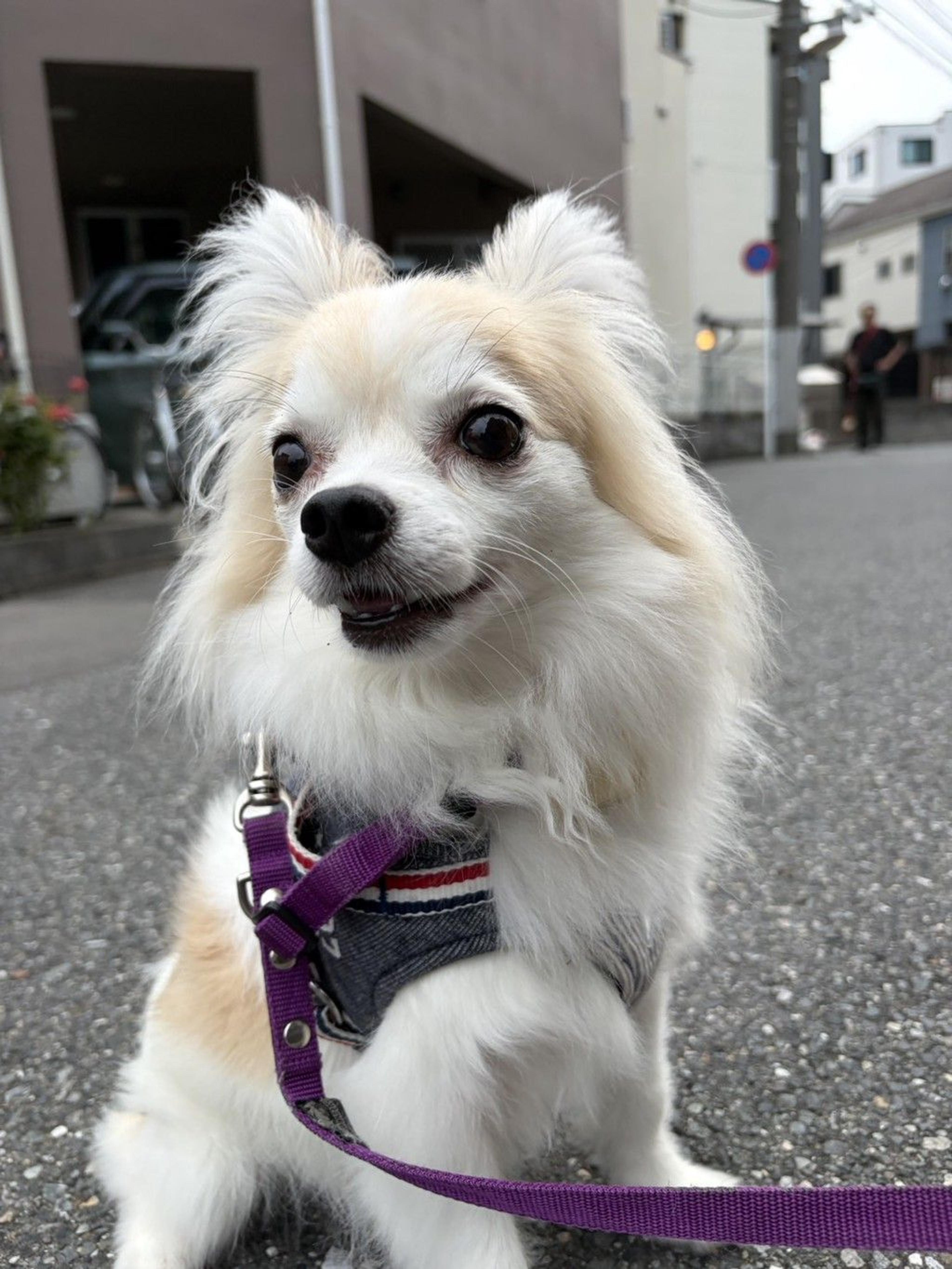 pet-image-3
