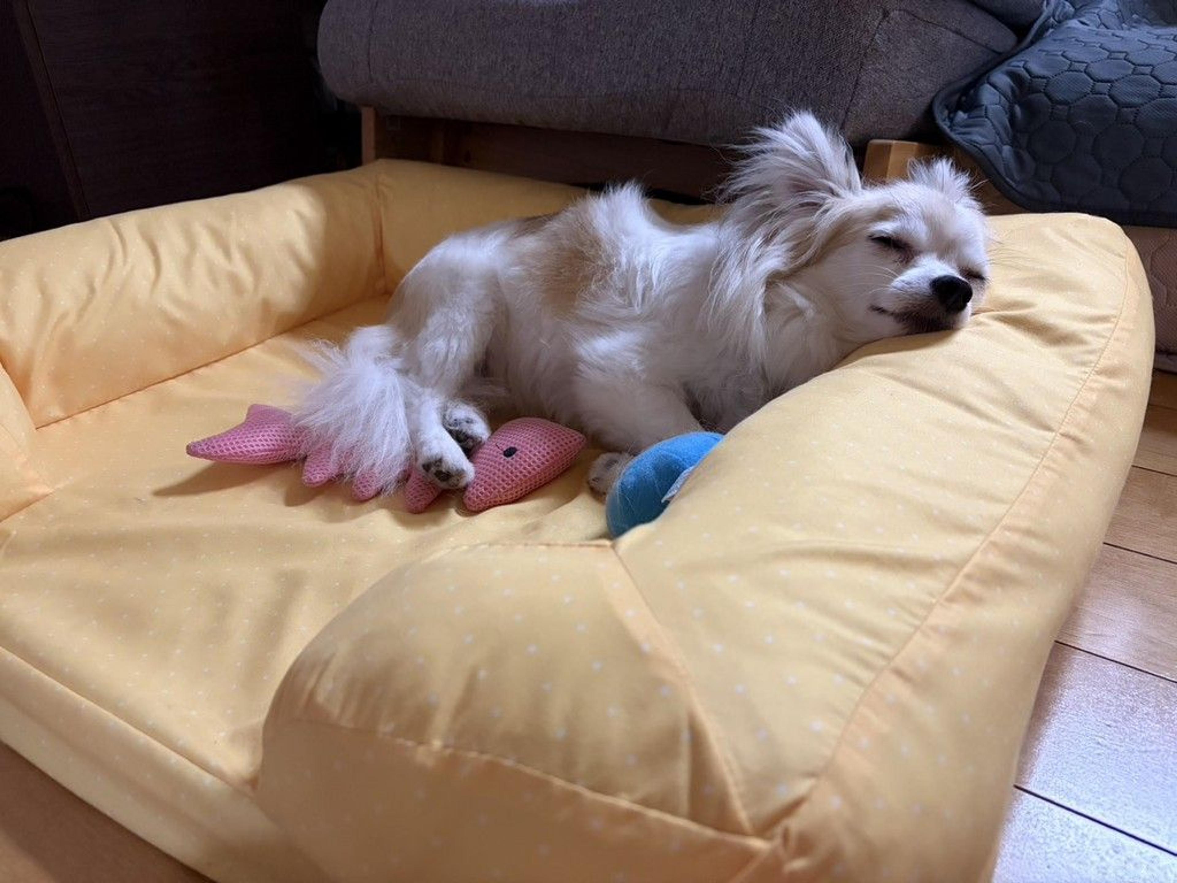 pet-image-6