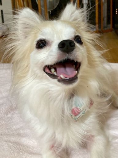 青葉