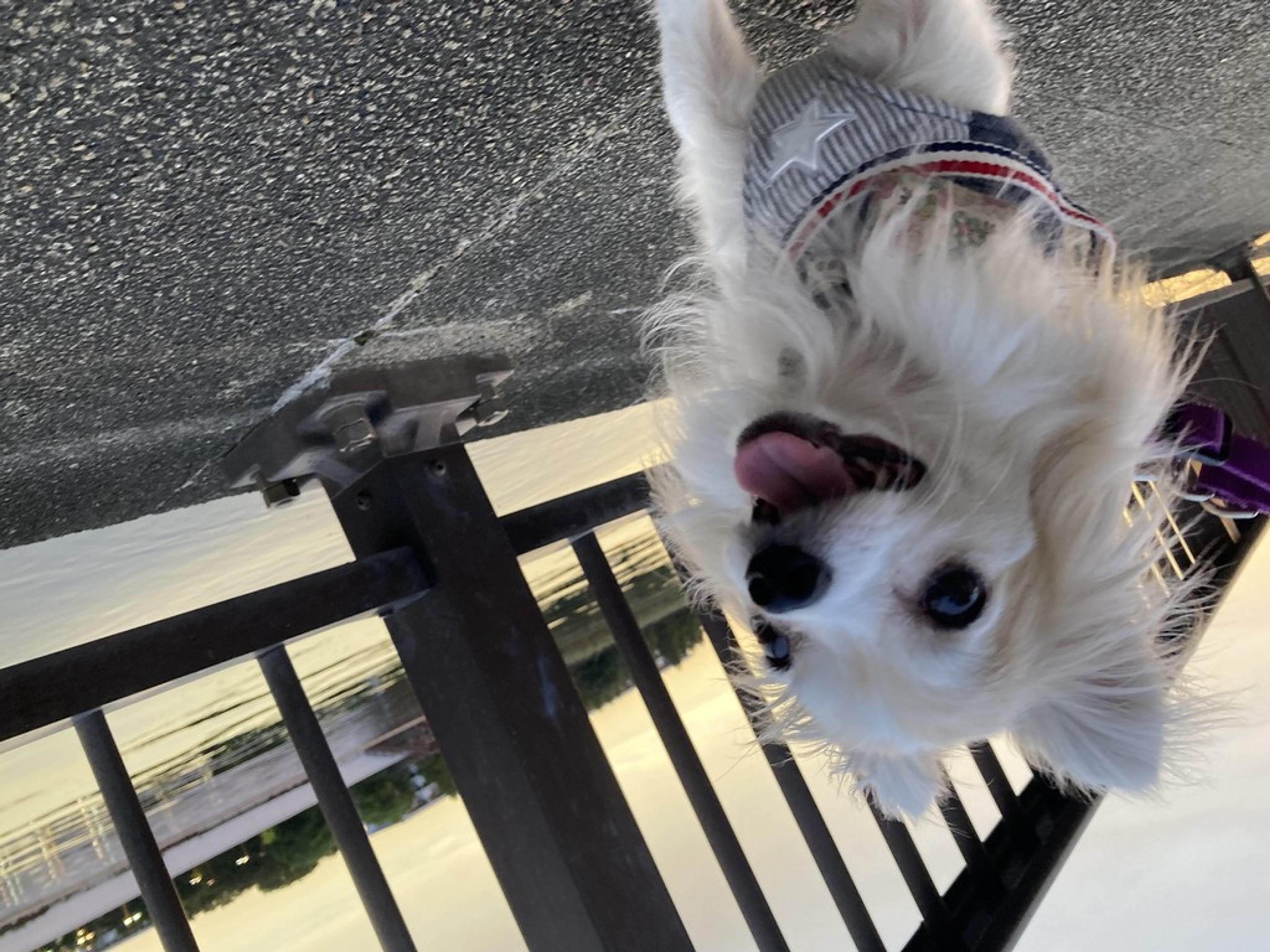 pet-image-2